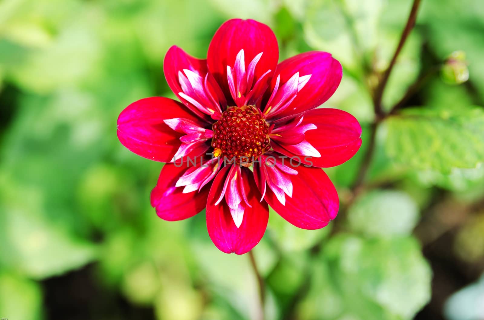 a red and white dahlia beutiful and very colorful