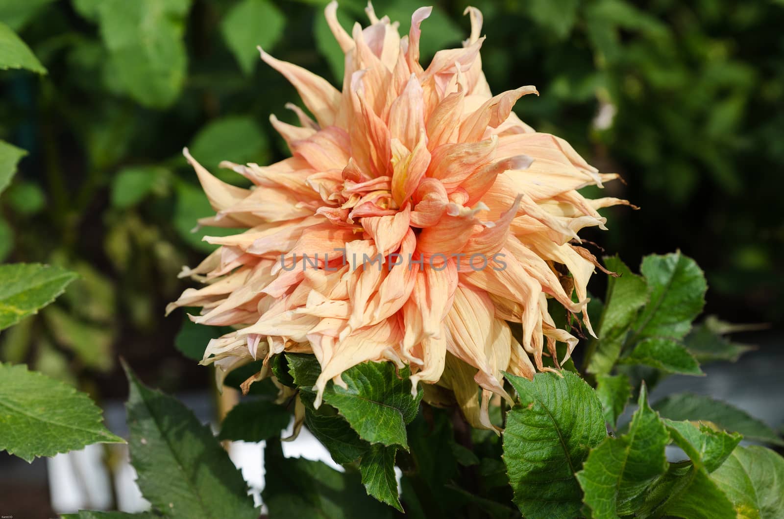a very nice dahlia with the name Go America with a very nice color