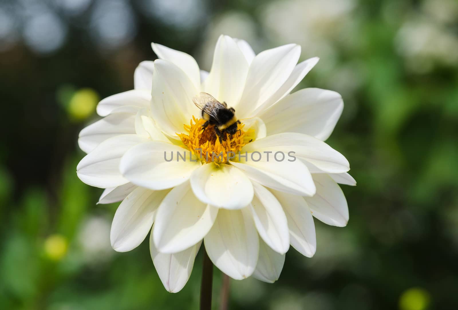 a lovely flower in the dahlia family with a bumblebee