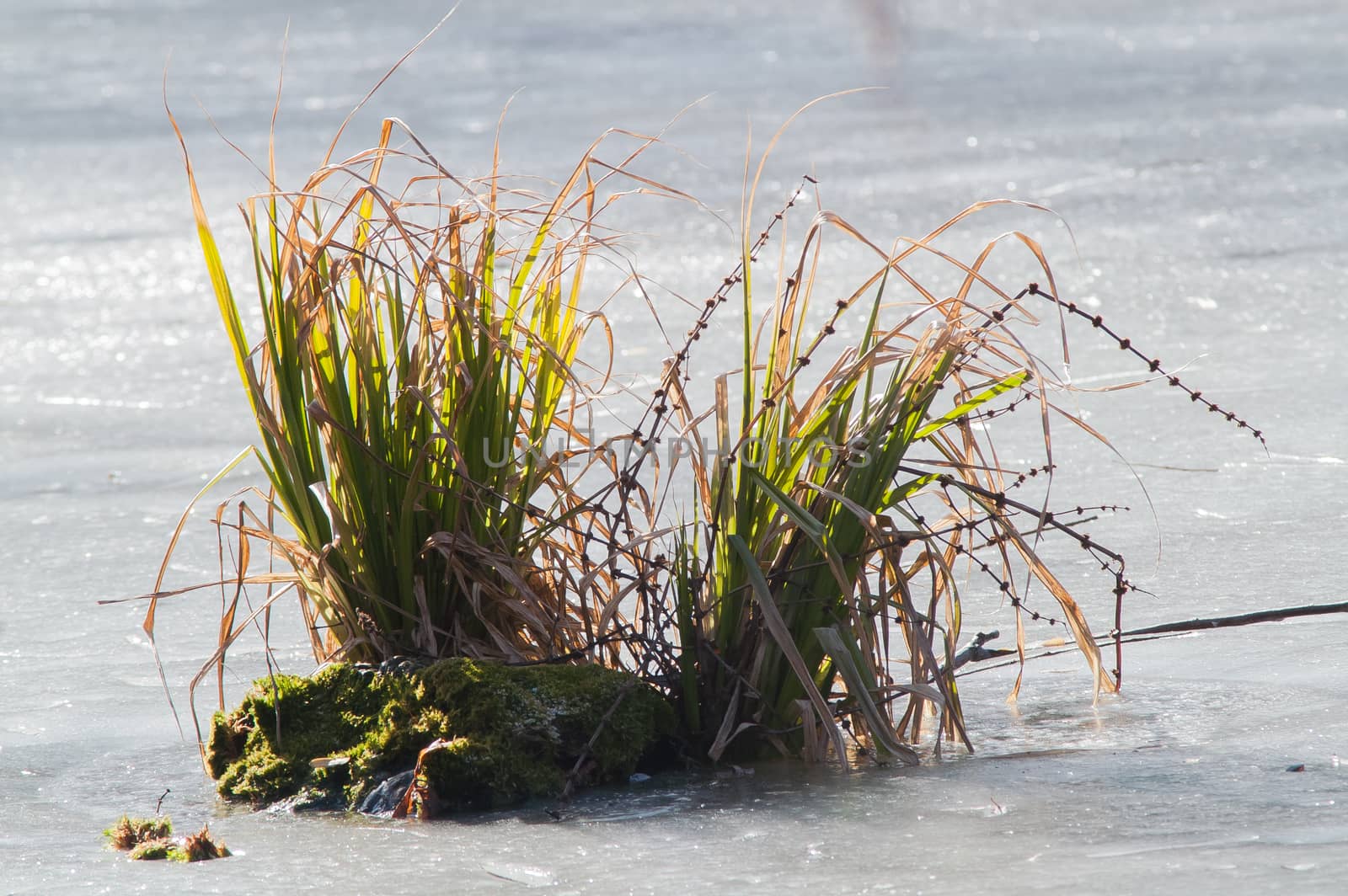 green bush in the ice  by antonius_