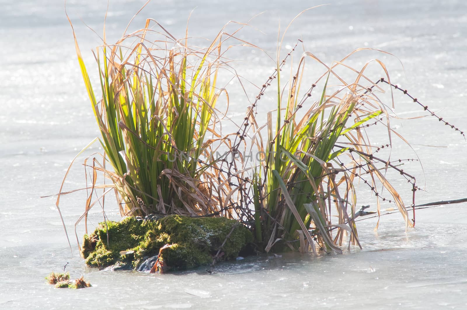 green bush in the ice  by antonius_