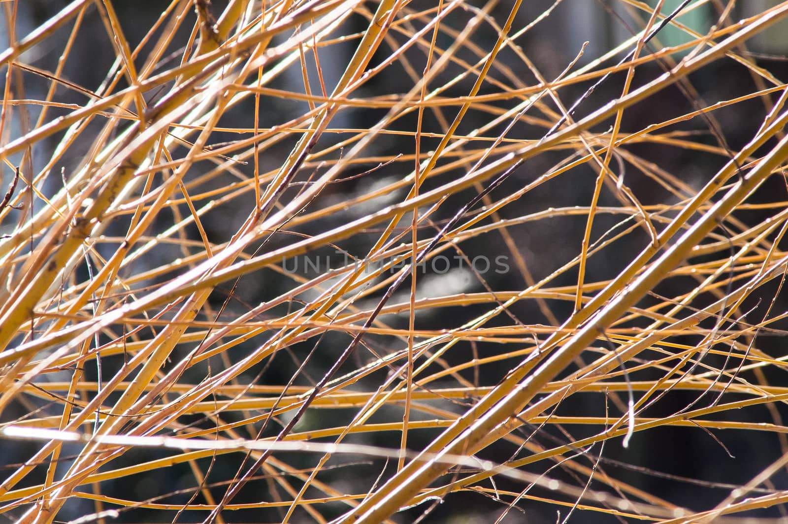 branches bush background by antonius_