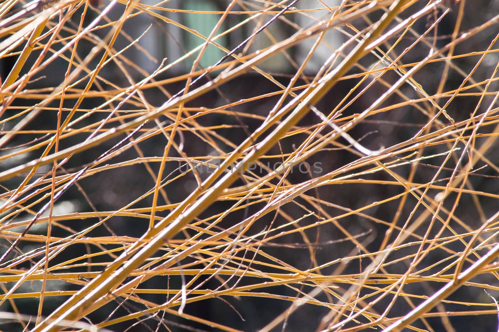 branches bush background by antonius_