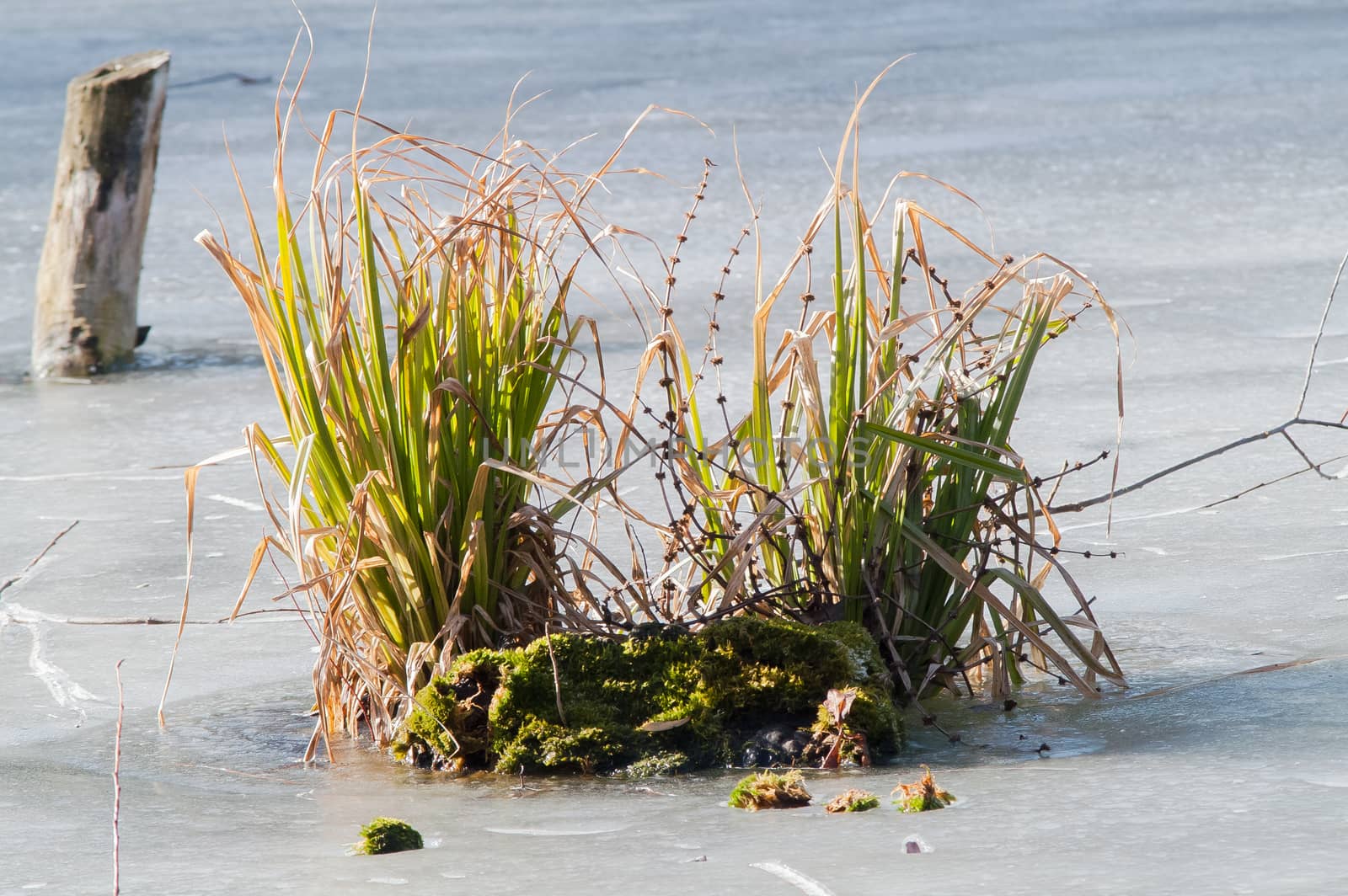 green bush in the ice on the river