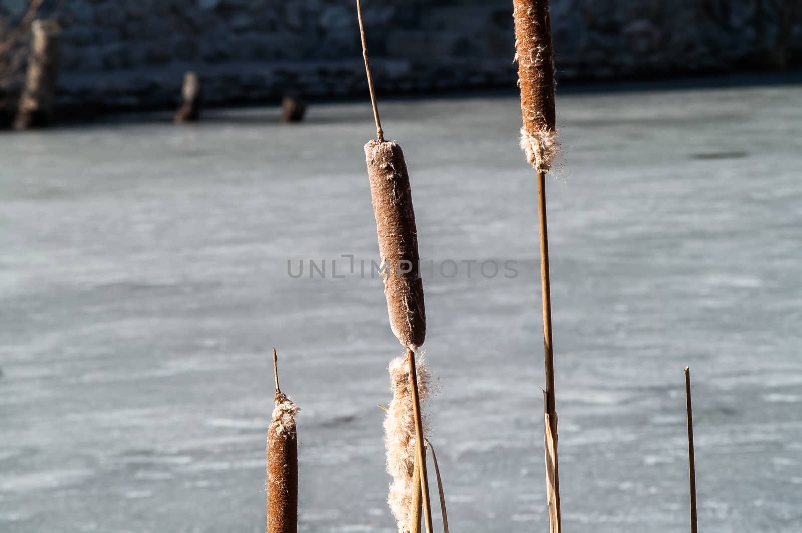 brown cane stalks in the spring ice