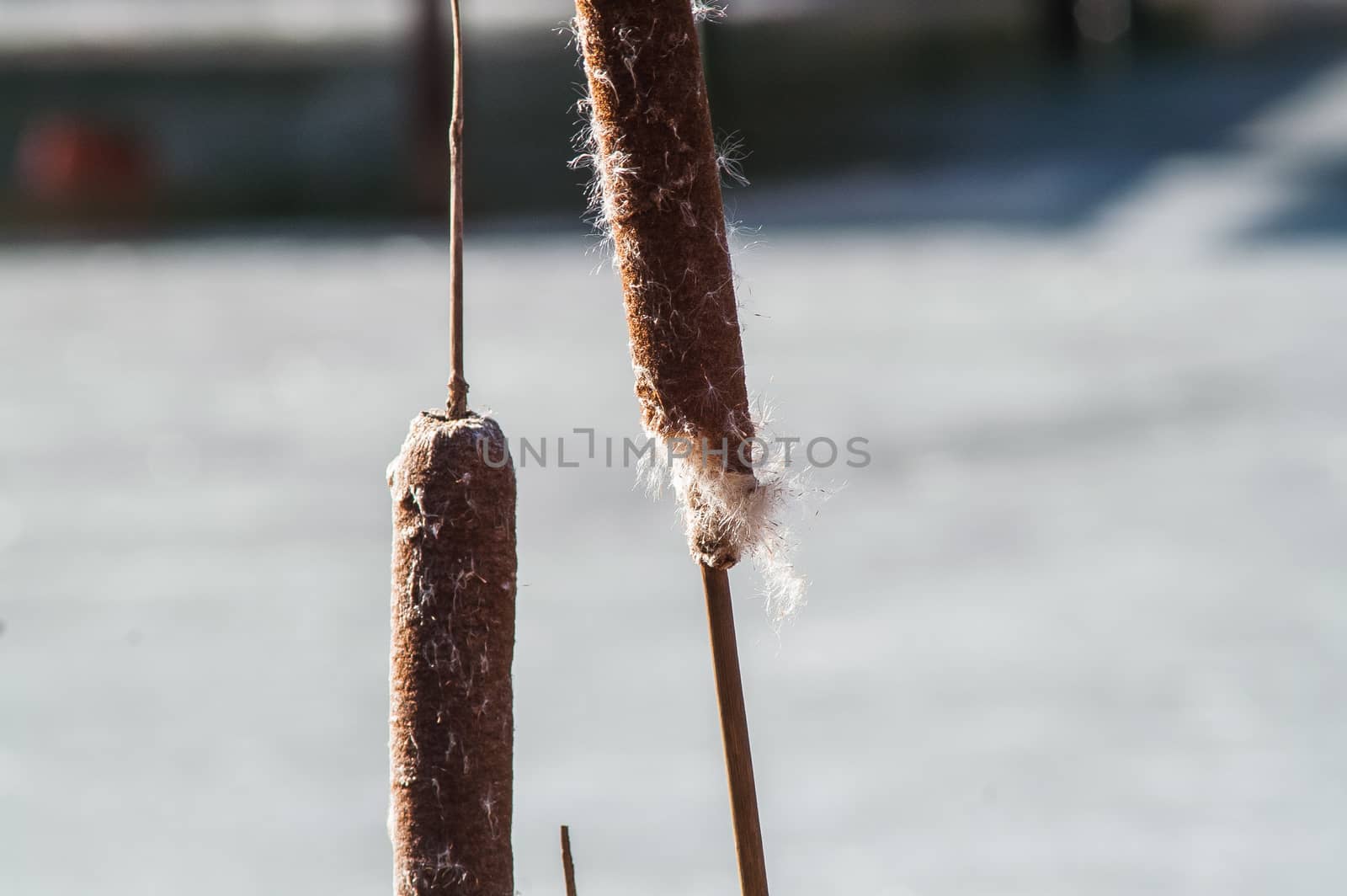 brown reeds spring by antonius_