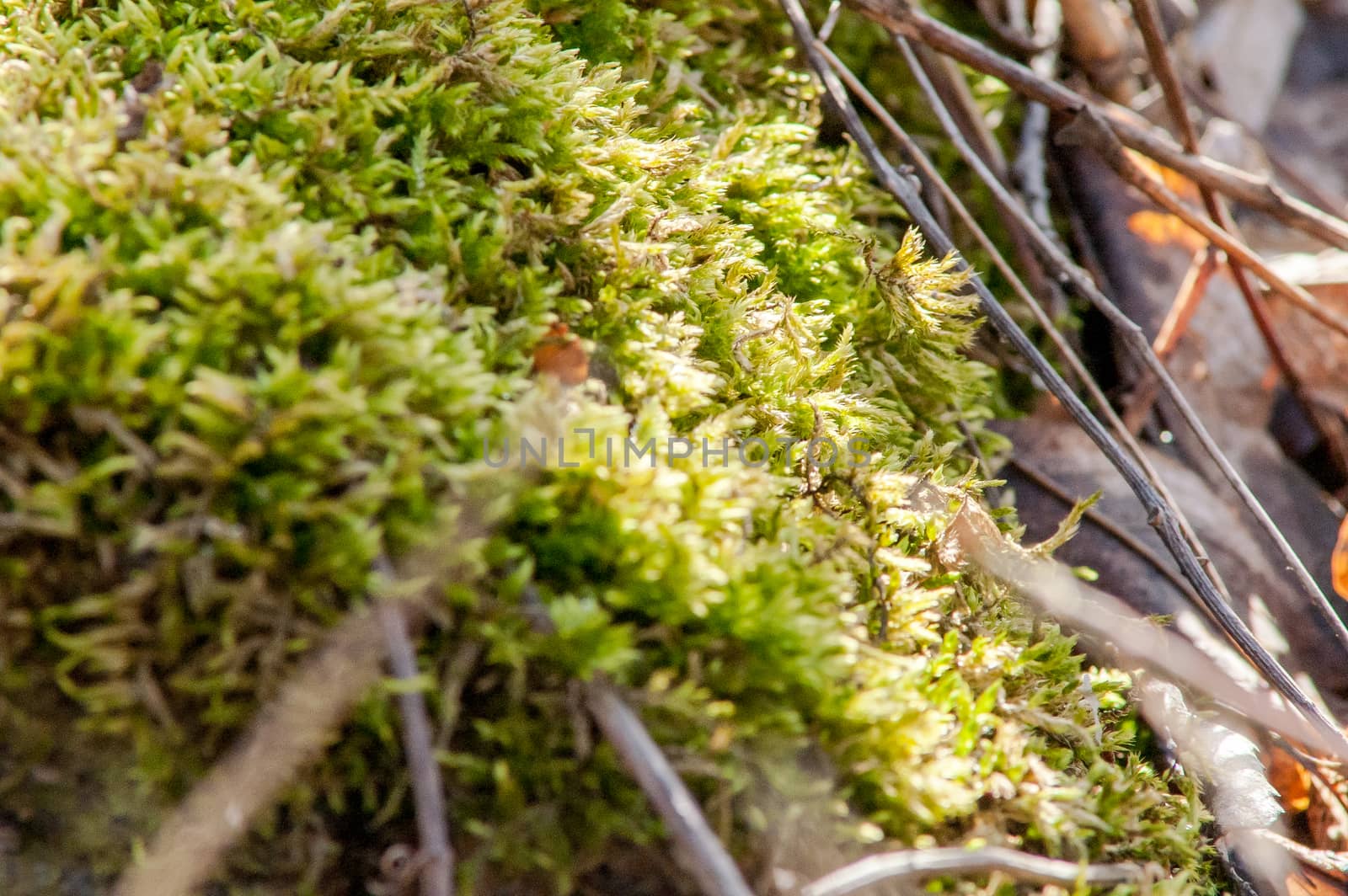 leaves moss land by antonius_