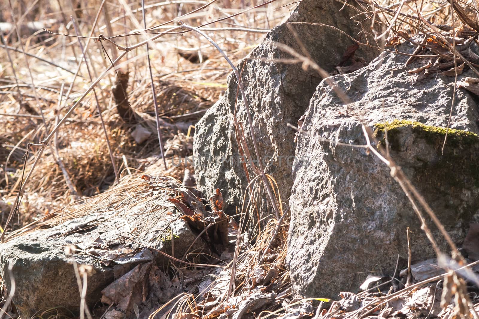 autumn gray stone close up in the forest with leaves