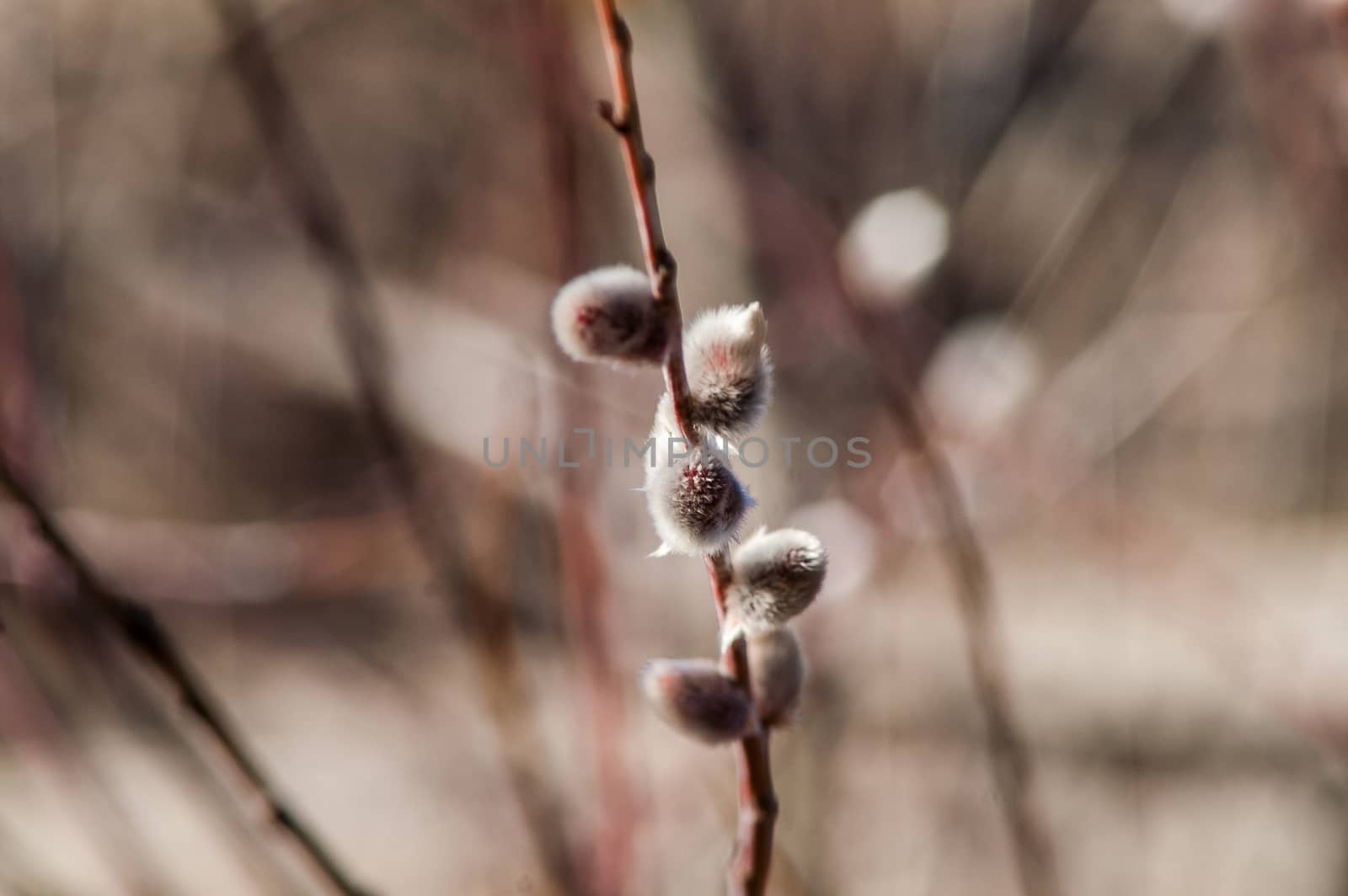 bud willow on a branch by antonius_