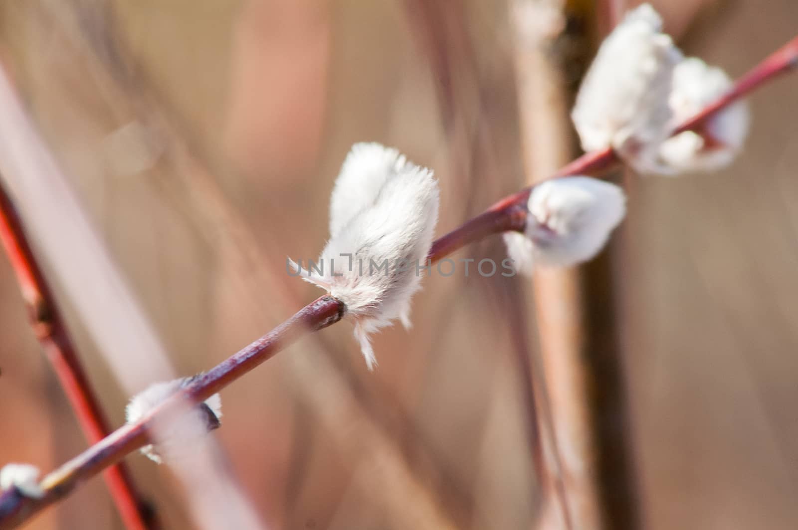 bud willow on a branch by antonius_