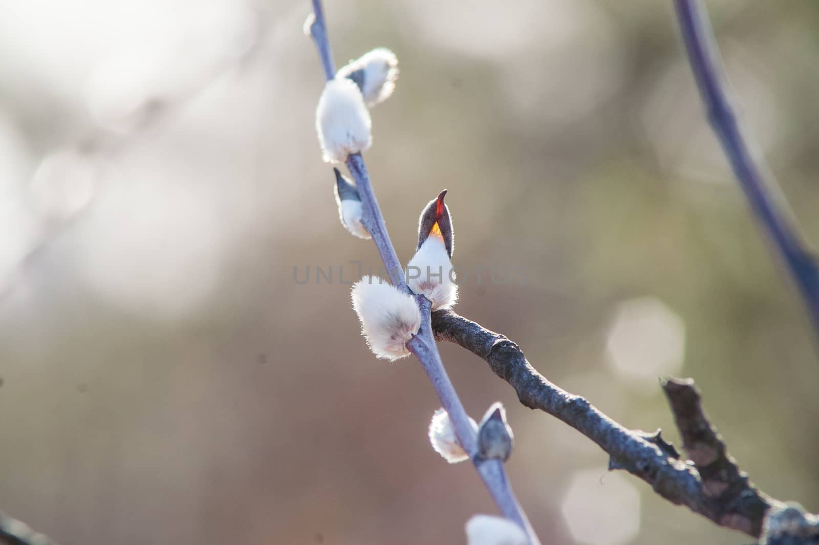 spring full-blown bud willow on a branch