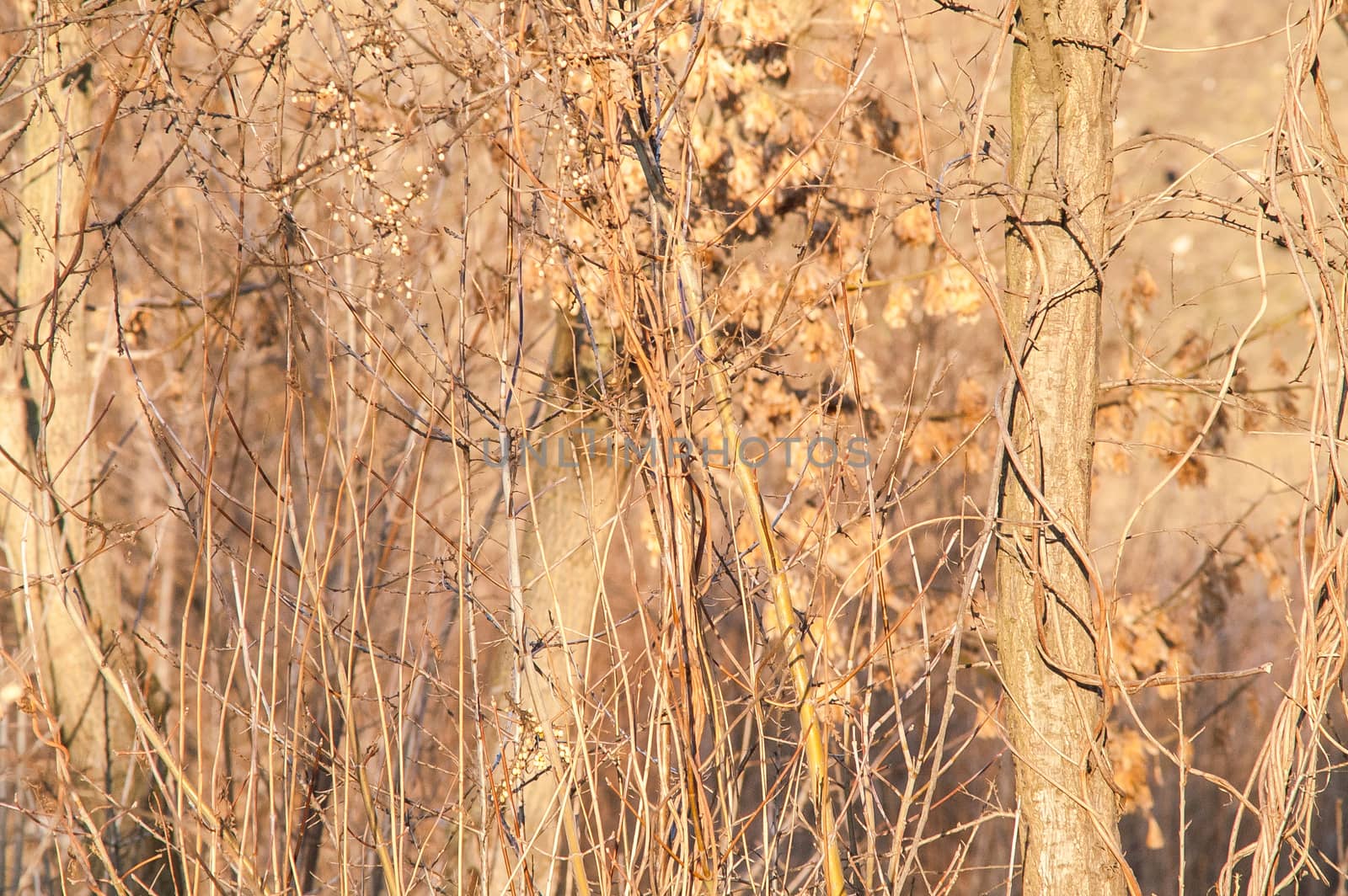 branches bush background by antonius_