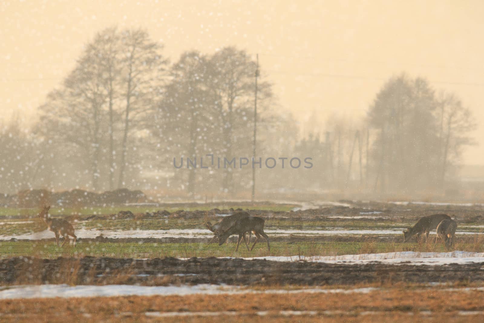 Roe deer over the forest background in sunny day