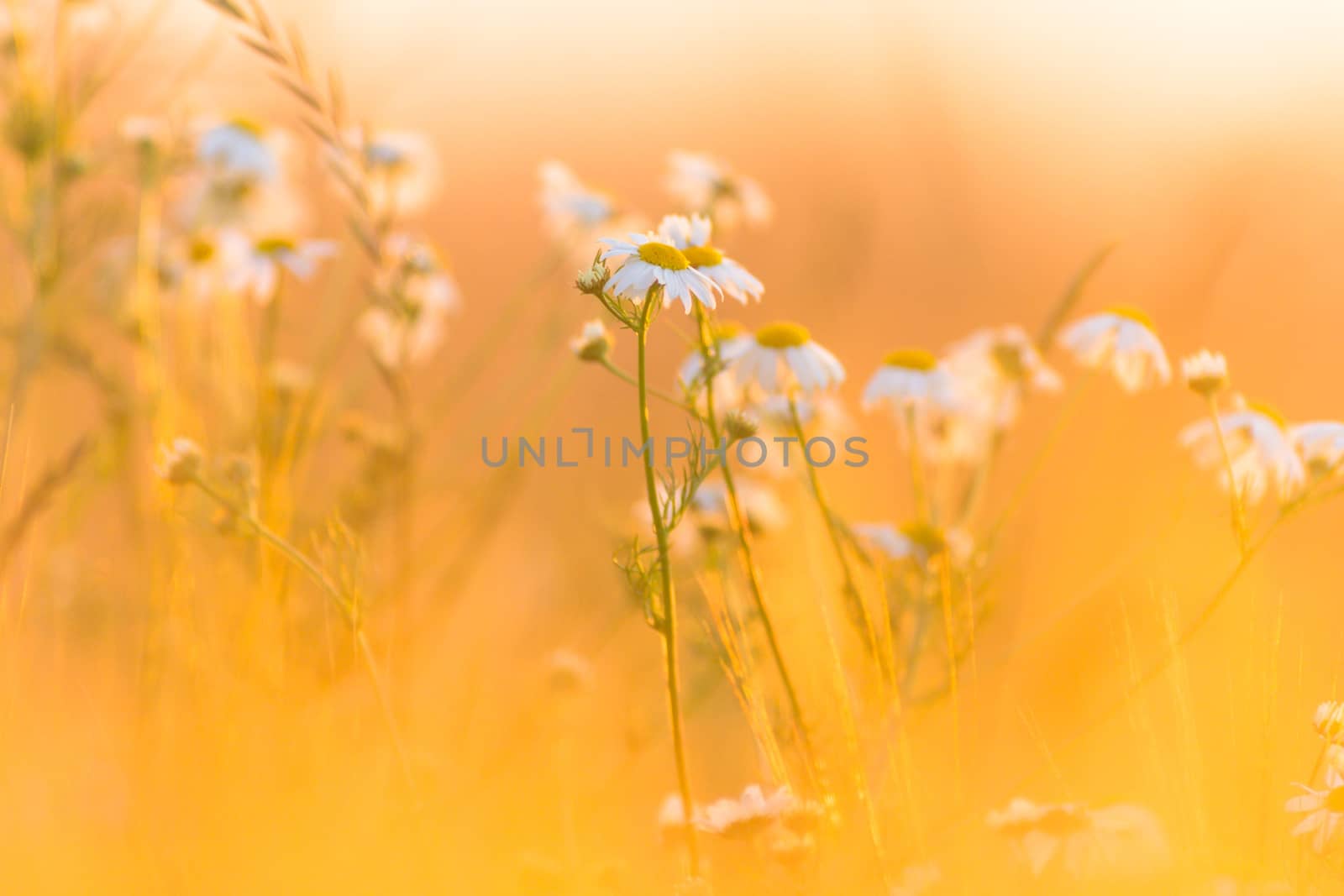 flowers as a colorful background, macro photo, nature series