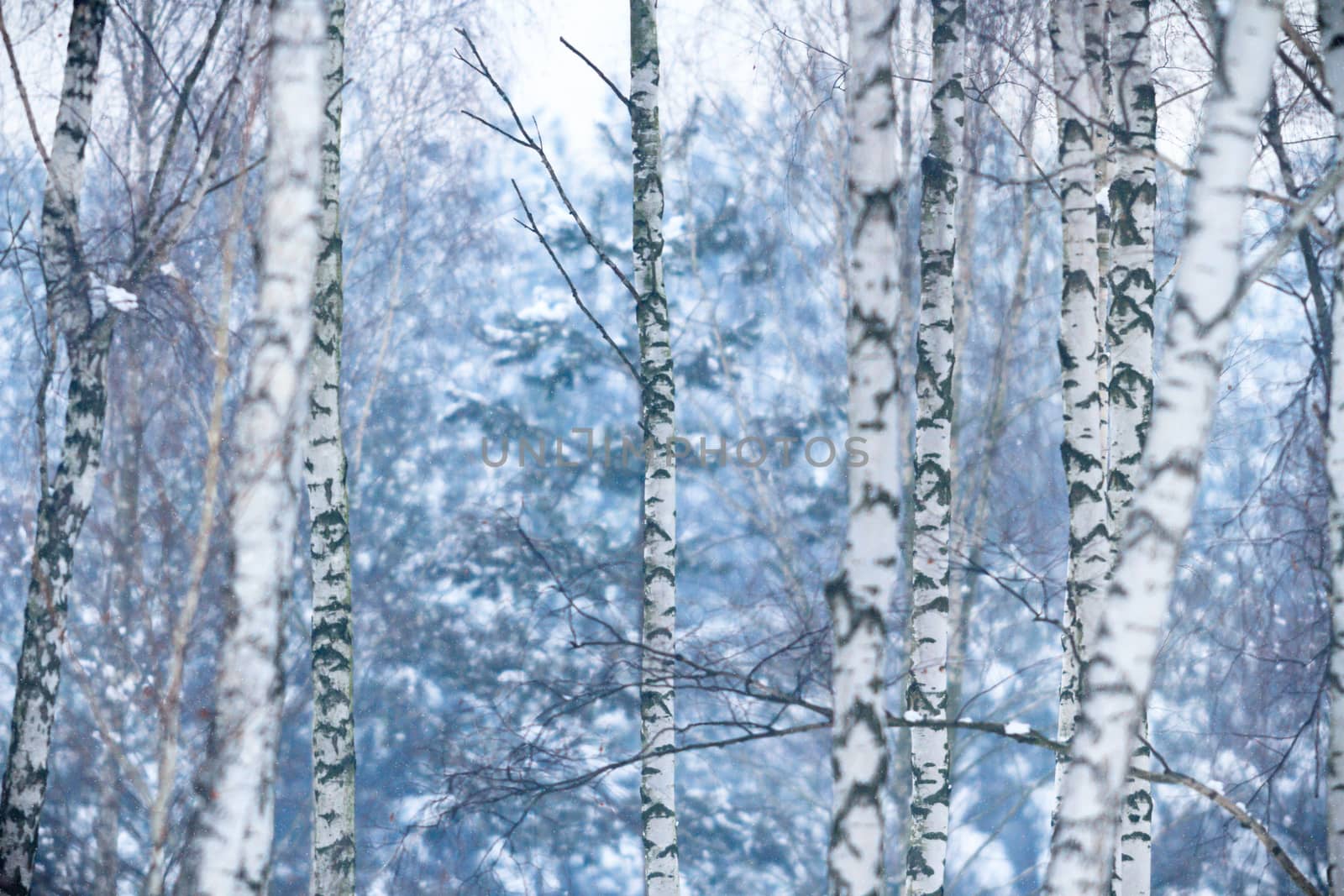 trees covered with snow in winter forest, nature series