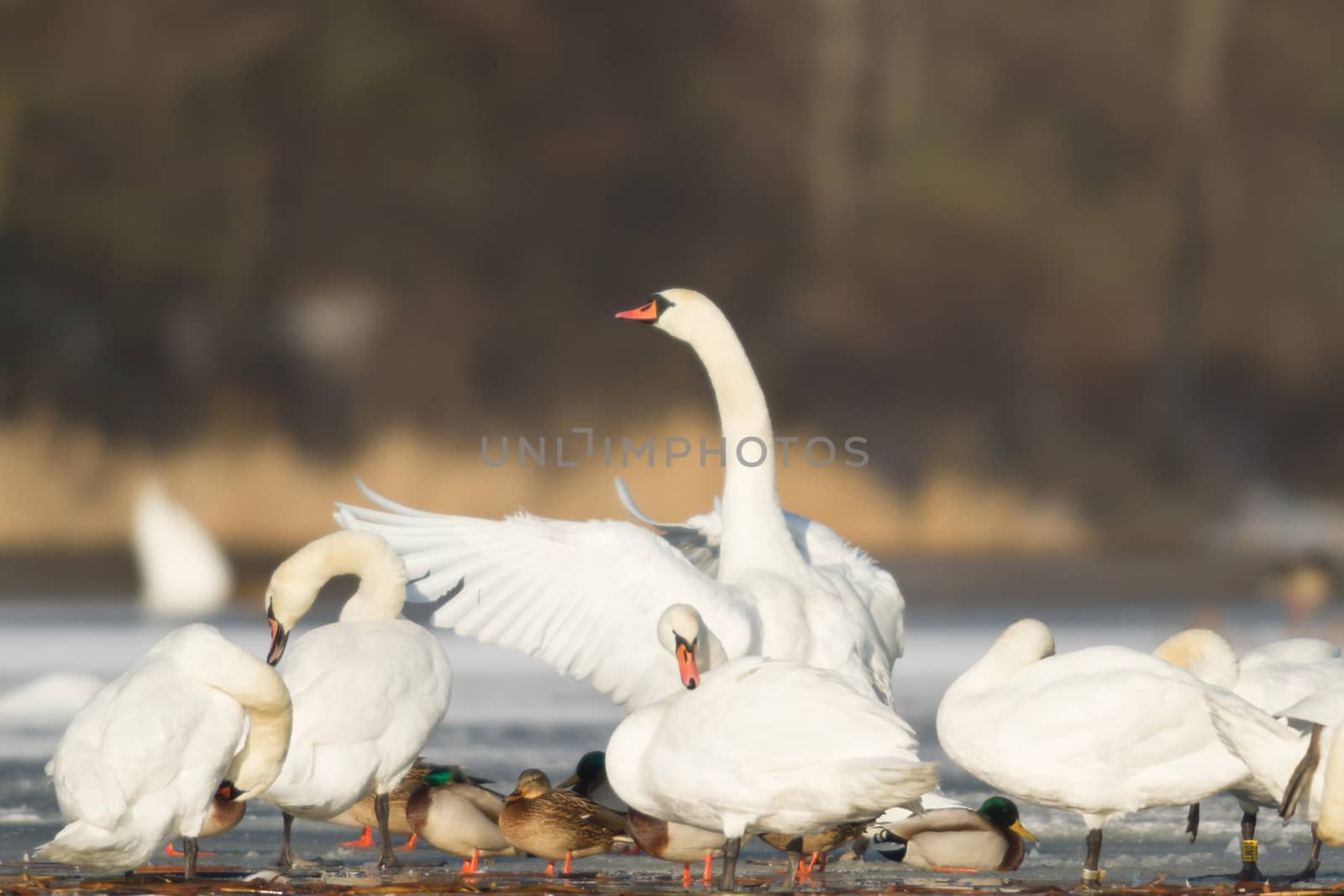 swan on blue lake water in sunny day, swans on pond, nature series