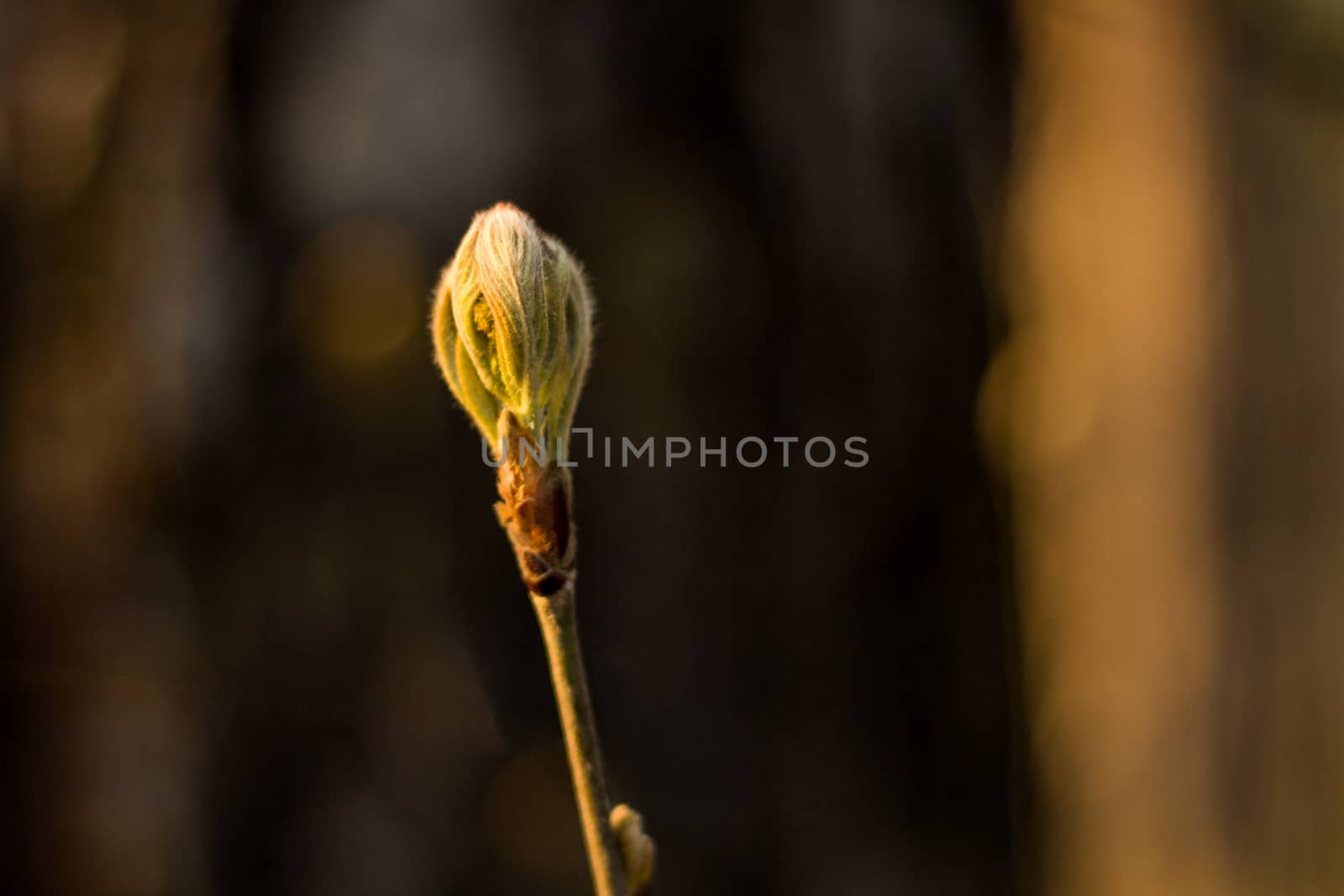 Buds on a tree at the spring time by nsavina