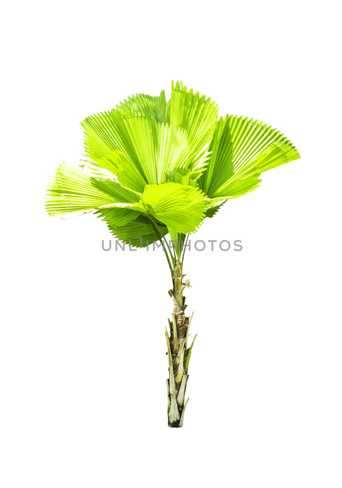Livistona retundifolia palm tree isolated on white
