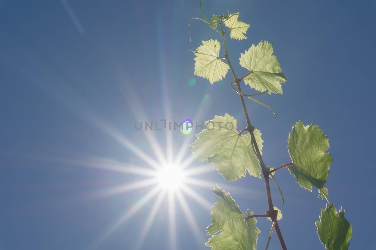 Grape vine growing against blue sky and sun flare high in sky