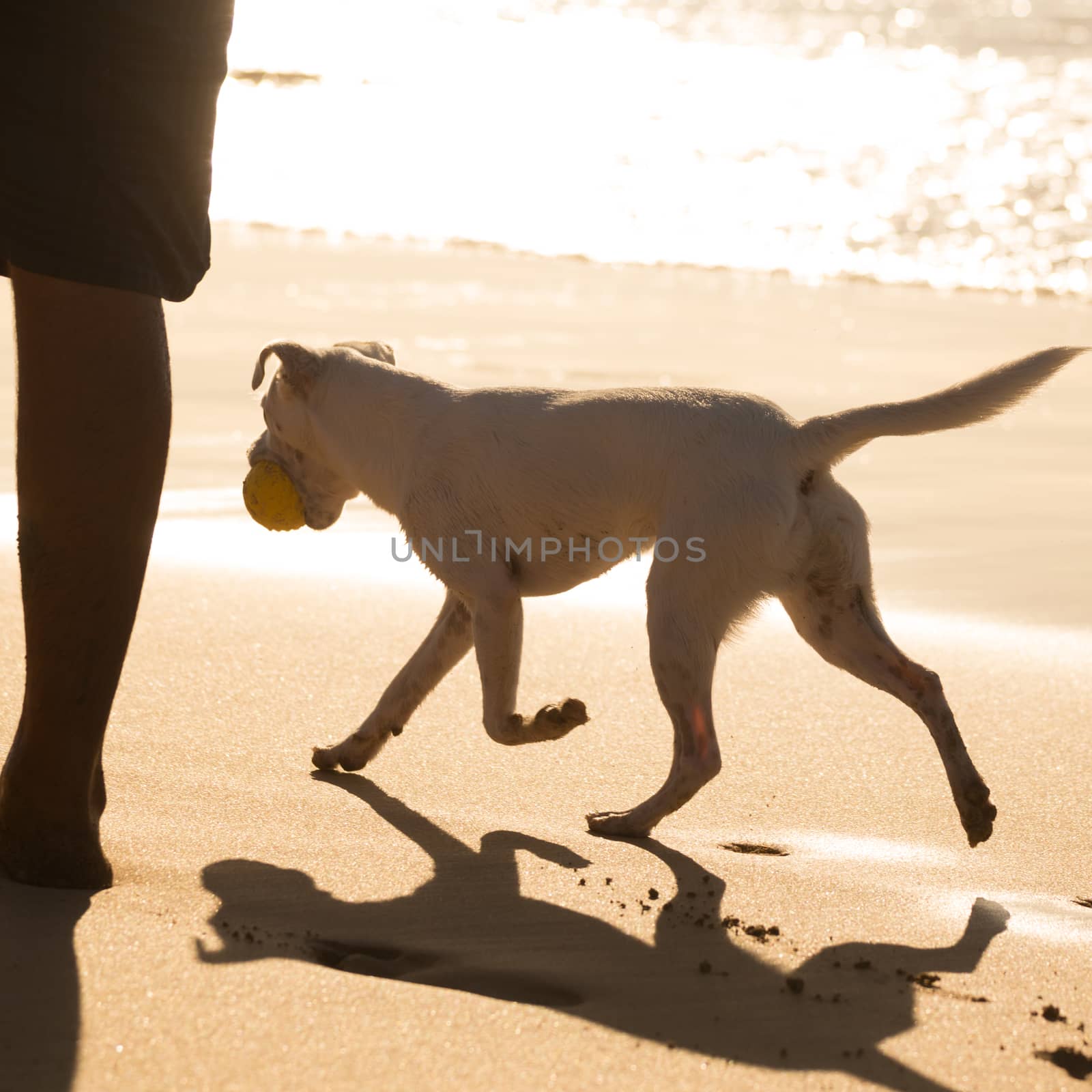 Dog carrying ball on beach in summer. by kasto