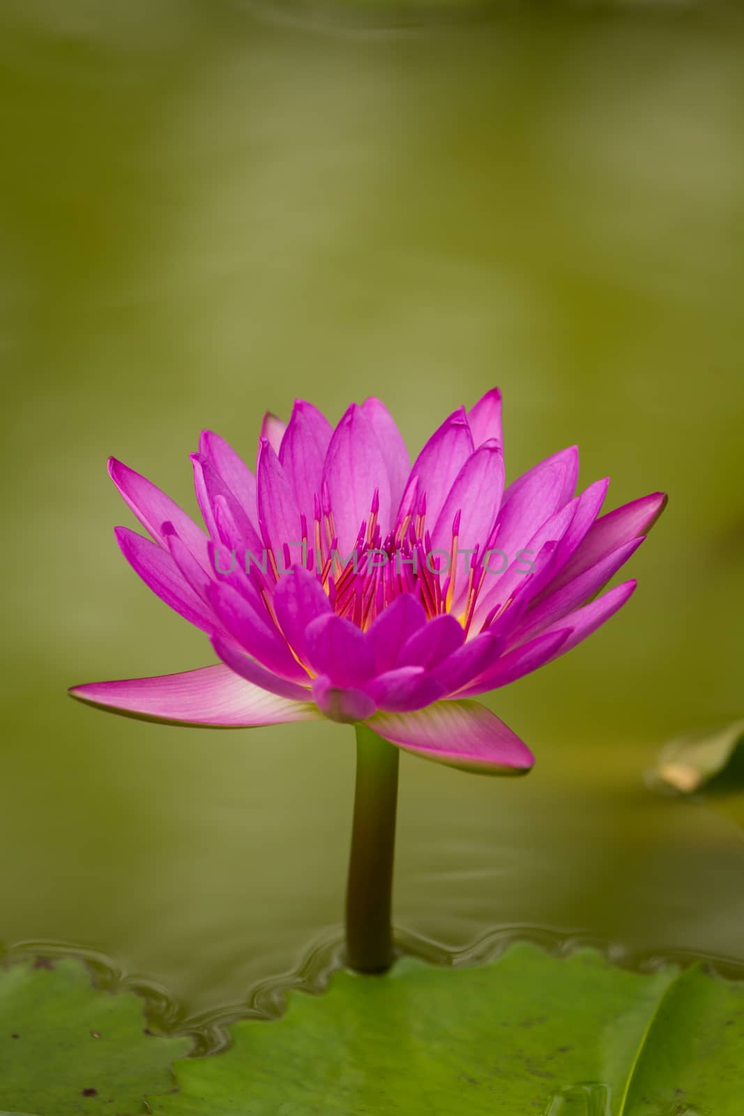 beautiful pink waterlily and blur green background.
