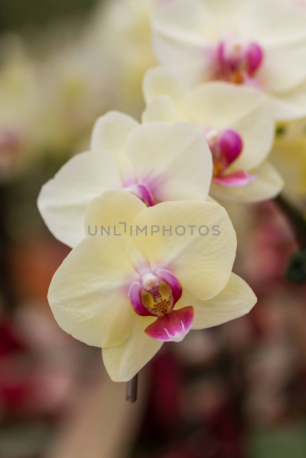 Closeup white butterfly orchids in the garden.