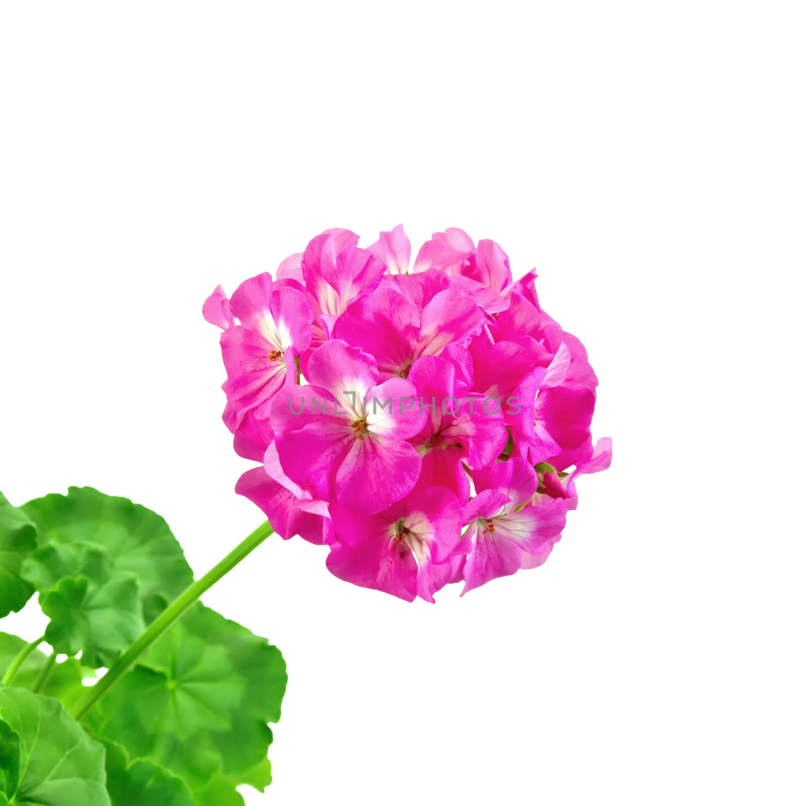 Geranium pink with leaves by rezkrr