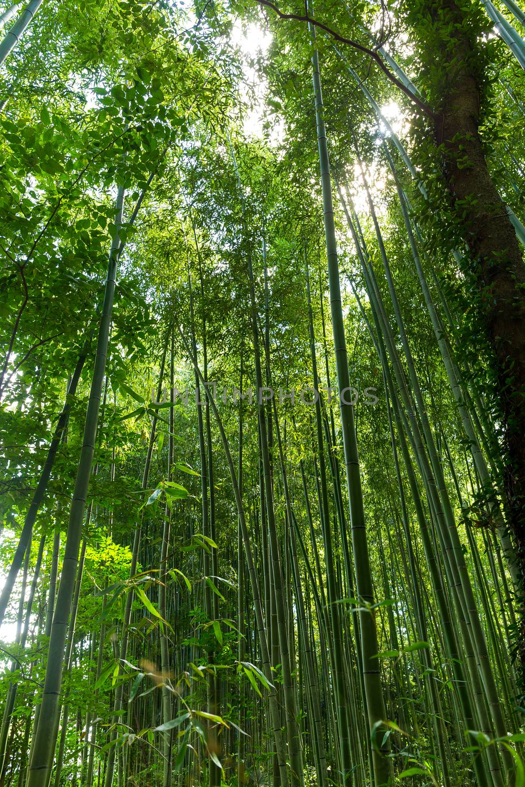 Asian Bamboo forest with morning sunlight