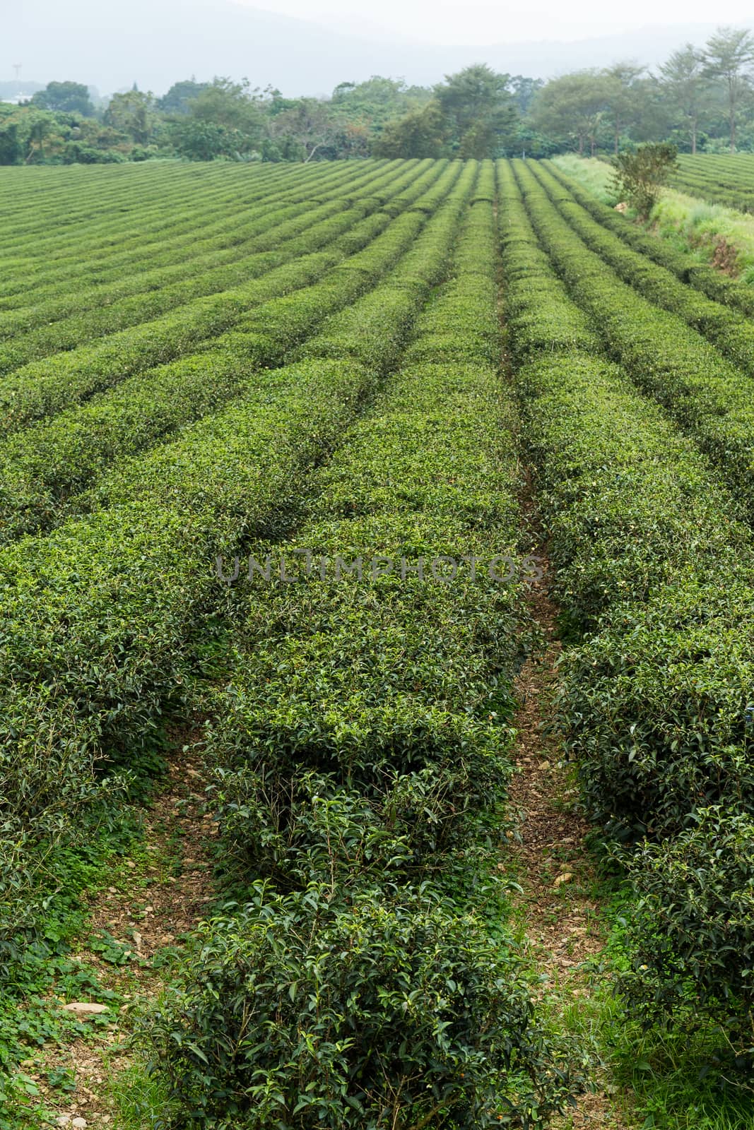 Watering by springer in tea farm