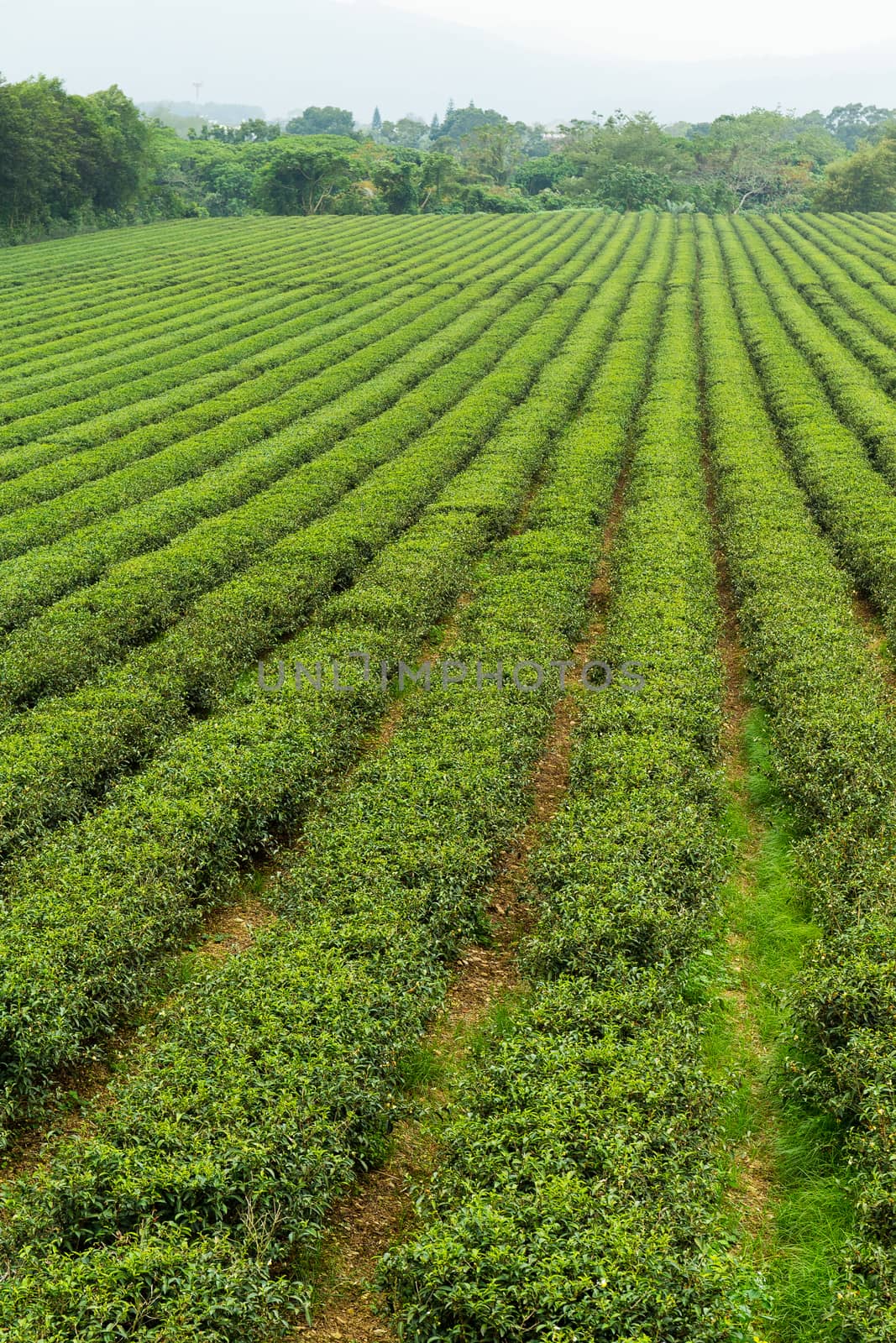 Green tea meadow by leungchopan