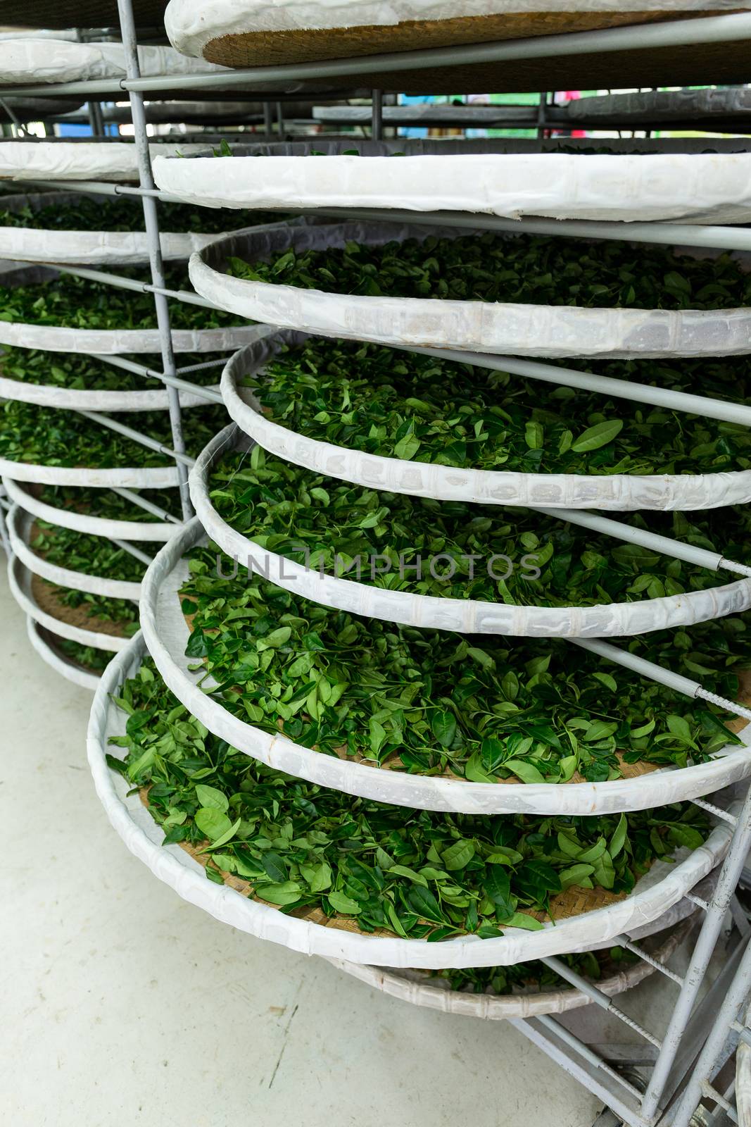 Fermentation racks of tea in factory by leungchopan