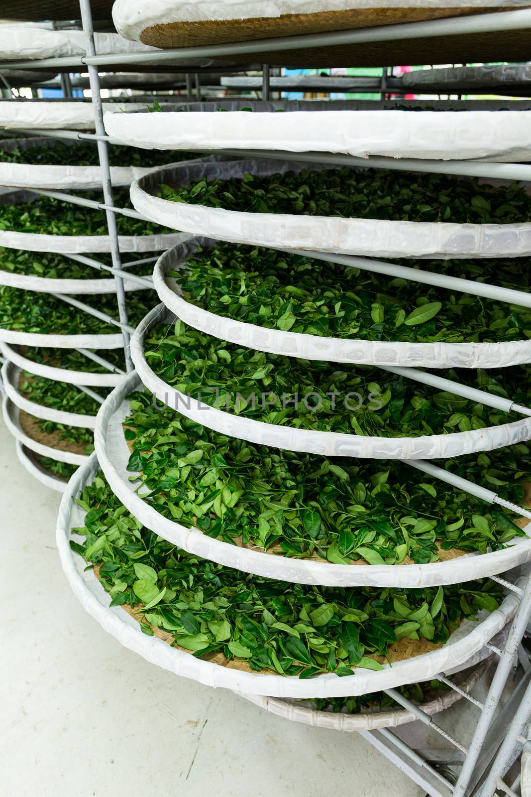 Fermentation racks of tea in factory by leungchopan