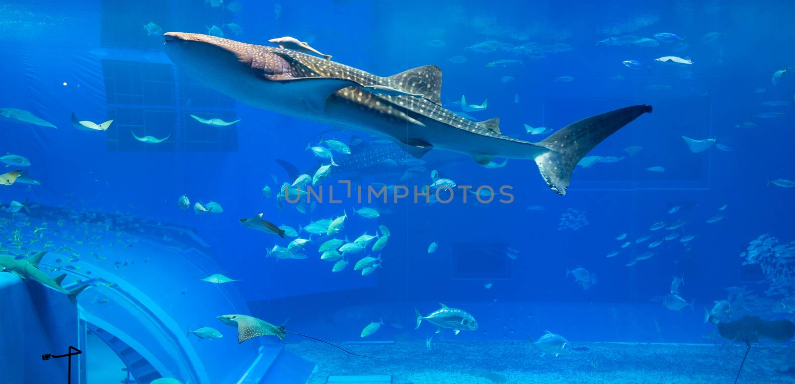 Whale shark in aquarium