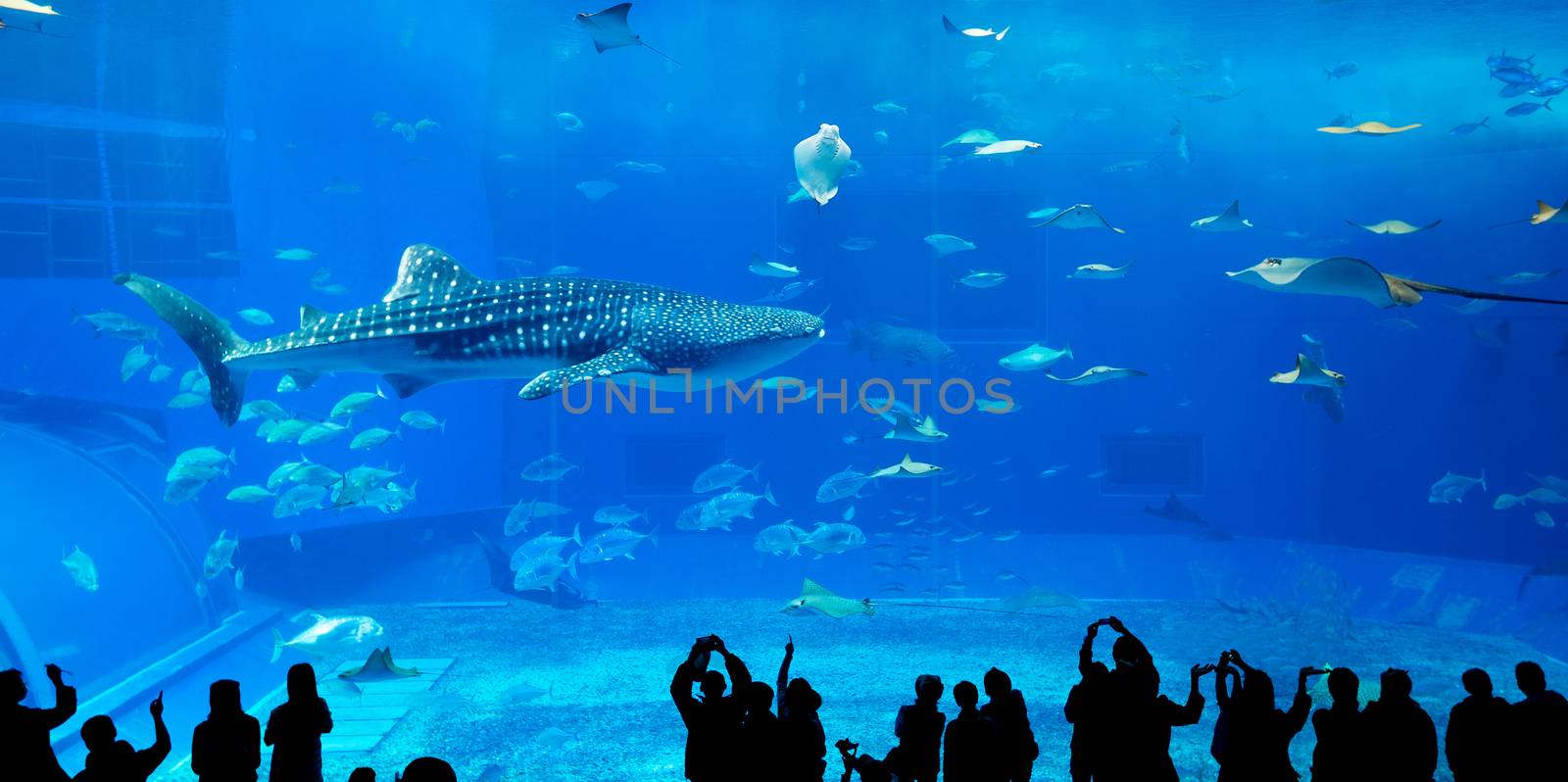 Japan Okinawa aquarium by leungchopan