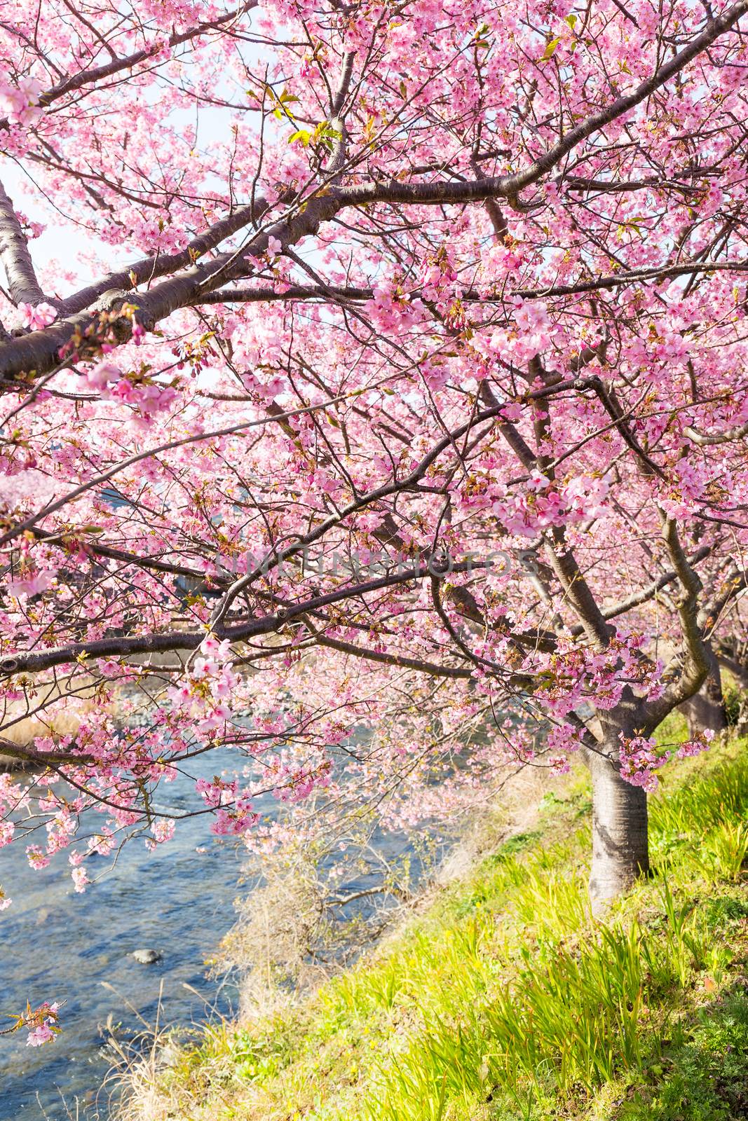 Sakura in countryside by leungchopan