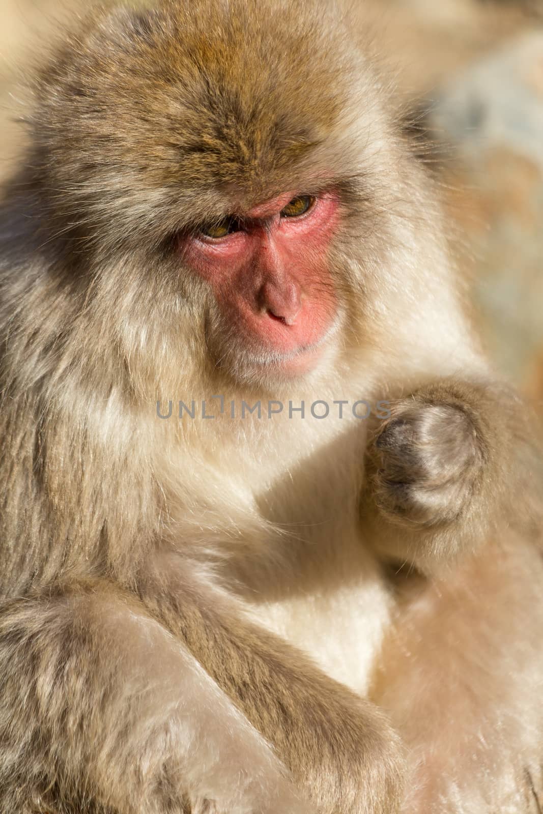 Lovely monkey by leungchopan