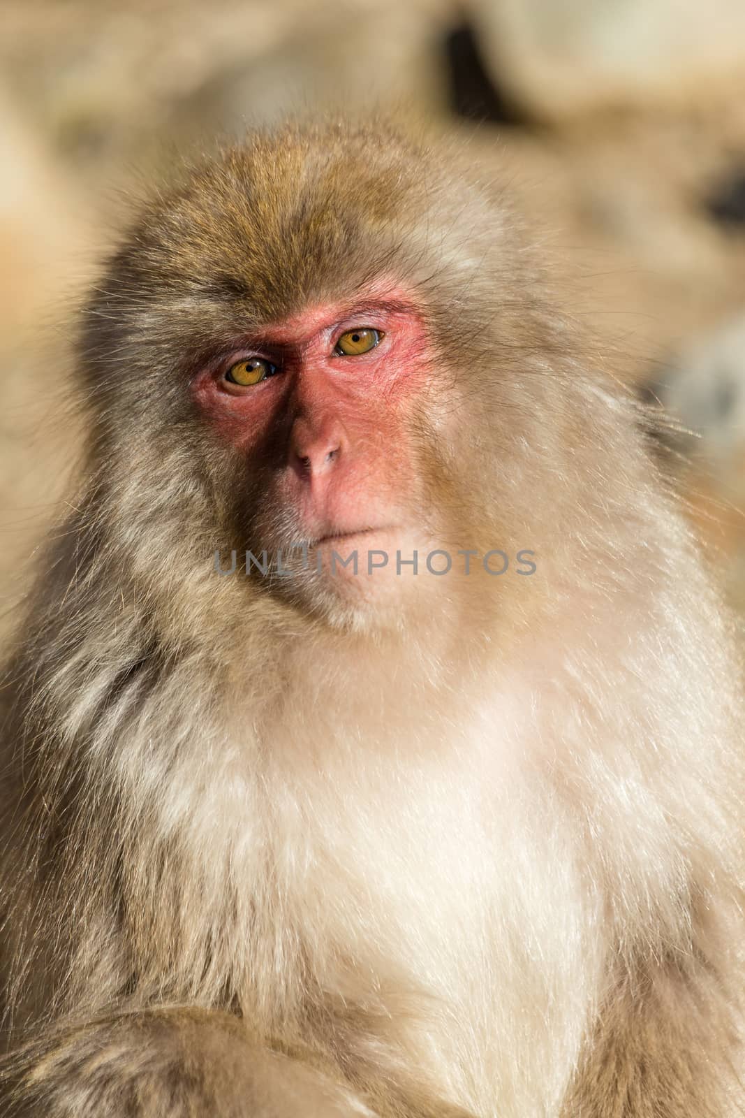 Monkey by leungchopan