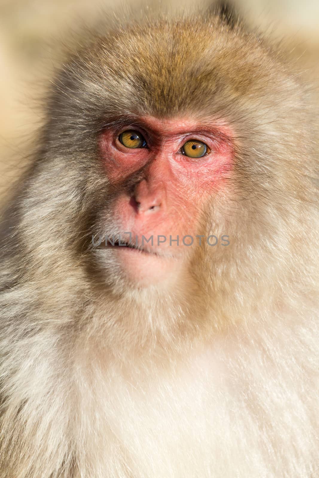Cute monkey by leungchopan