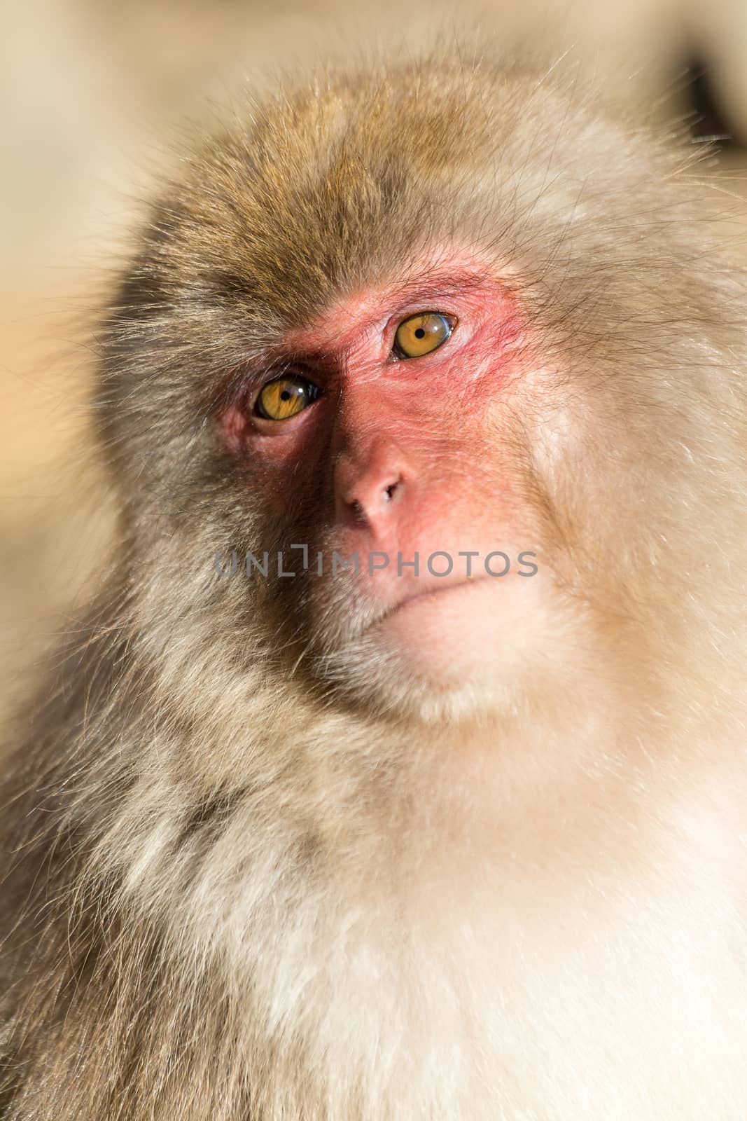 Cute Monkey by leungchopan