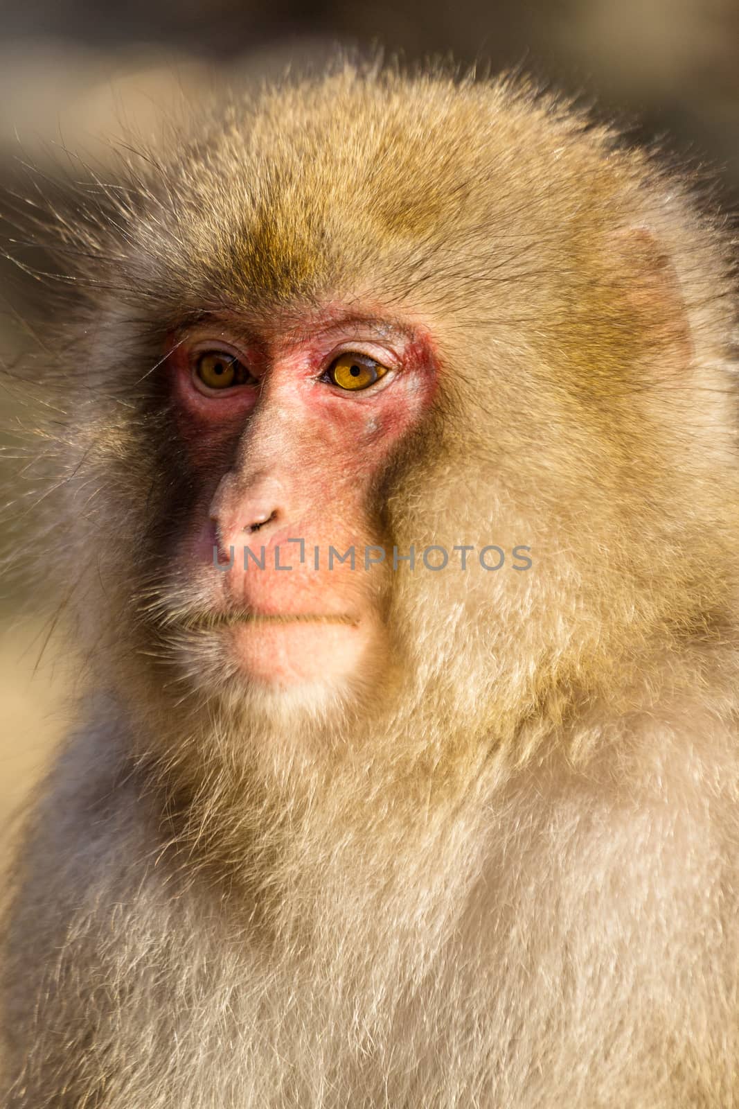 Wild monkey close up by leungchopan