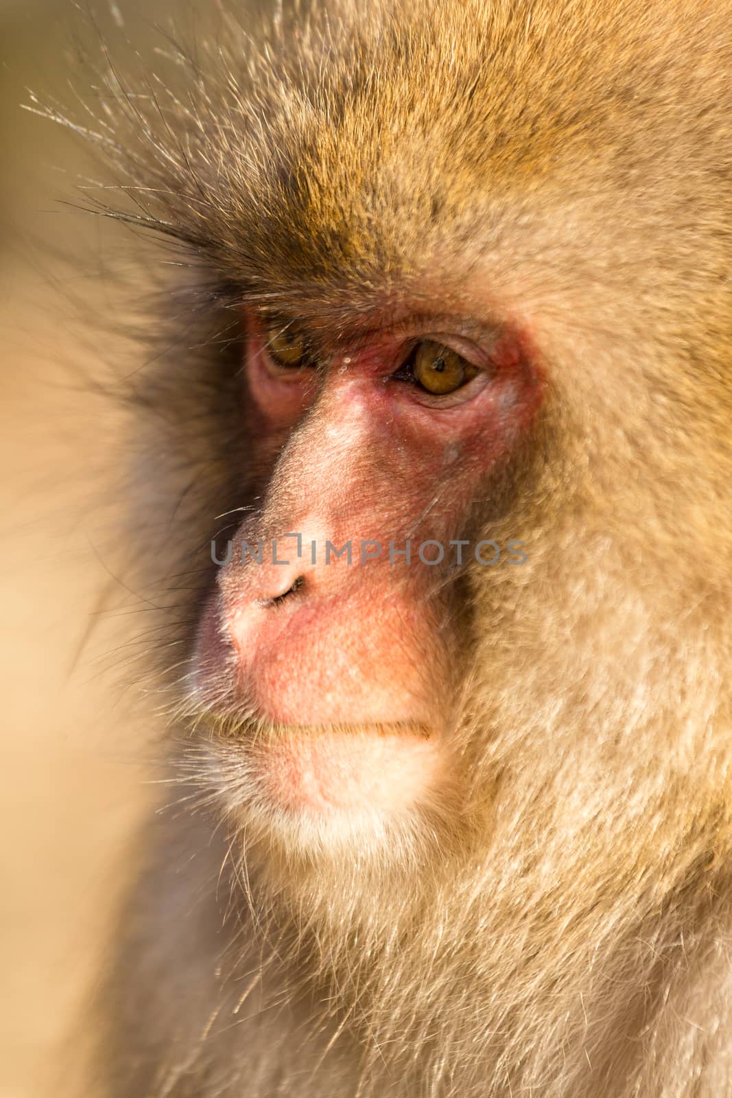 Thinking monkey by leungchopan