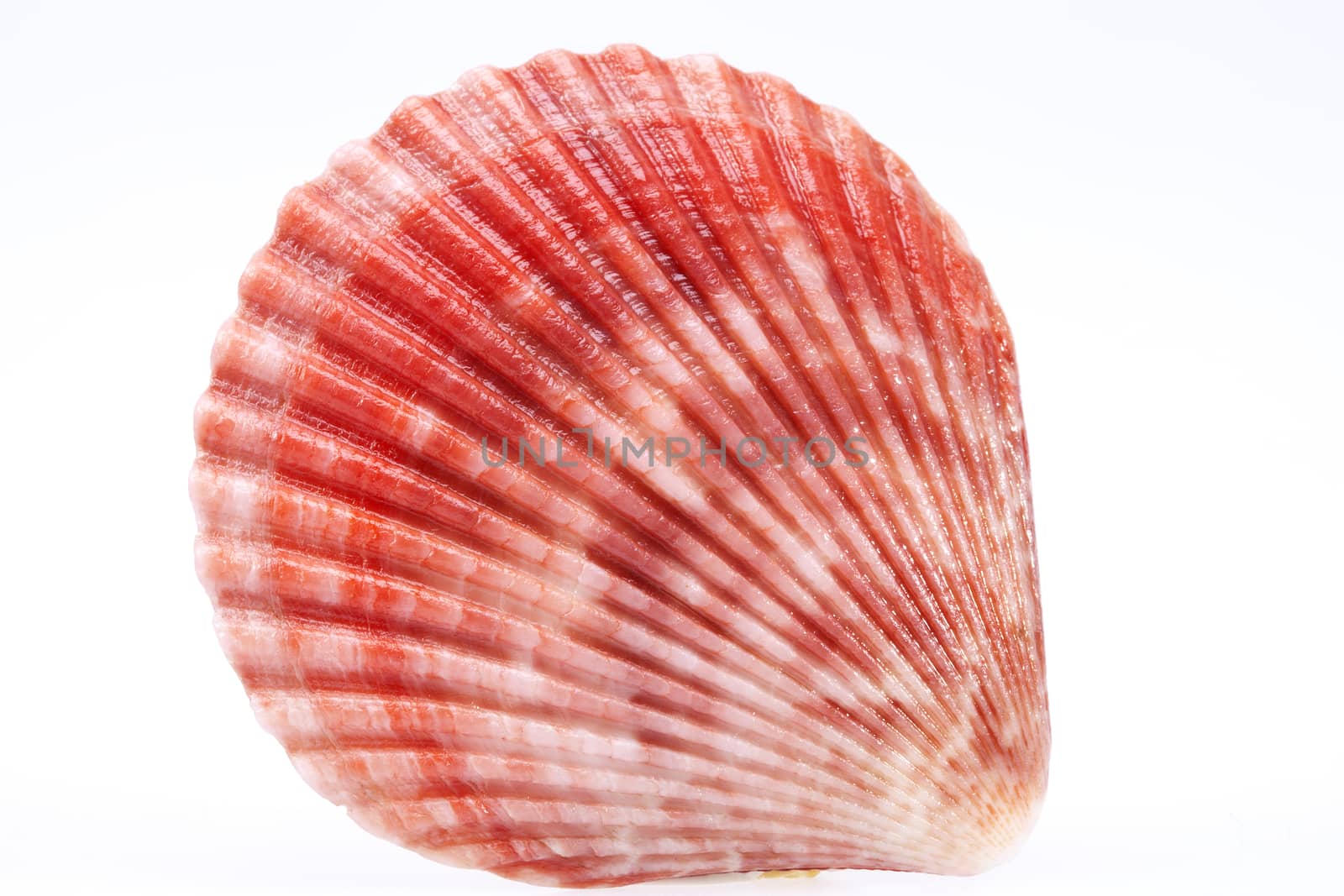 single seashell of mollusk isolated on white background, close up.