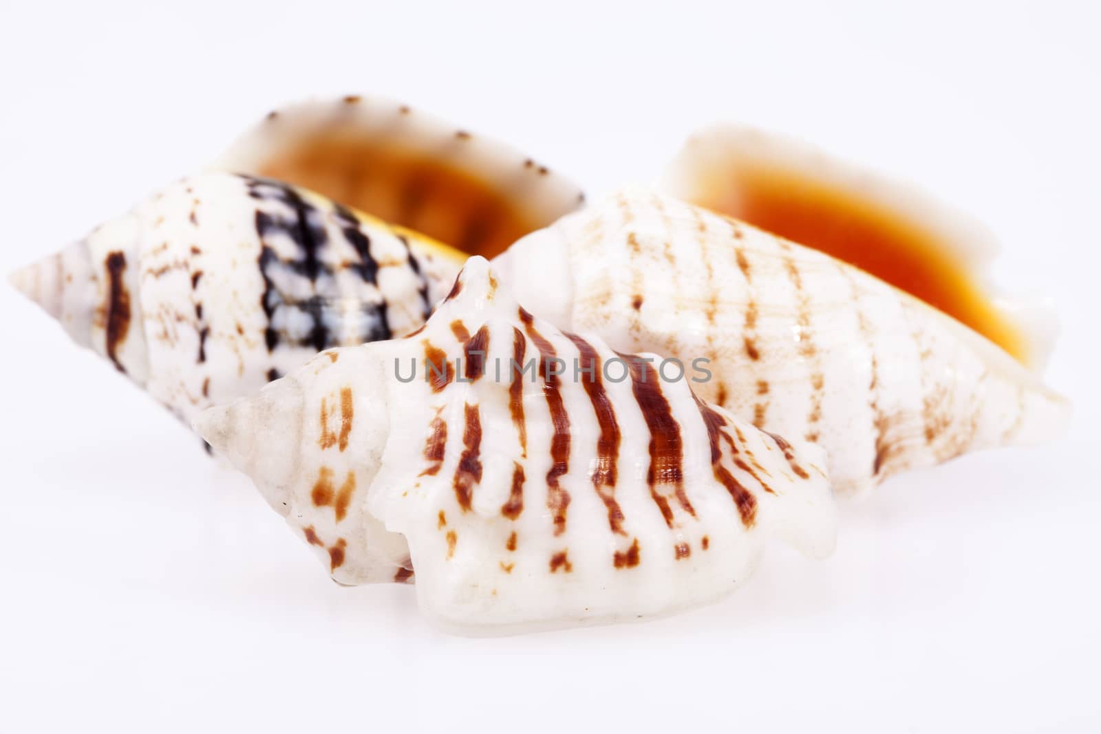 some sea shells isilated on white background, close up
