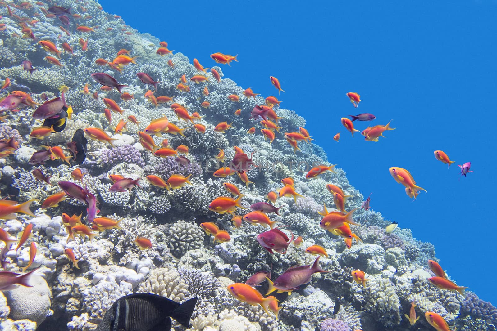 colorful coral reef with shoal of fishes scalefin anthias in tropical sea by mychadre77