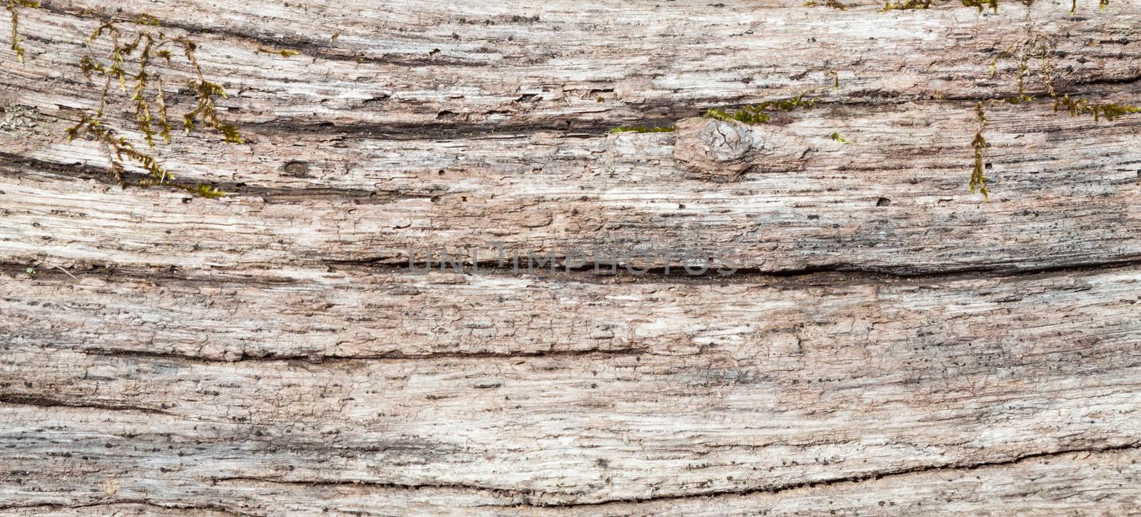 Wood grain bark texture by TravisPhotoWorks