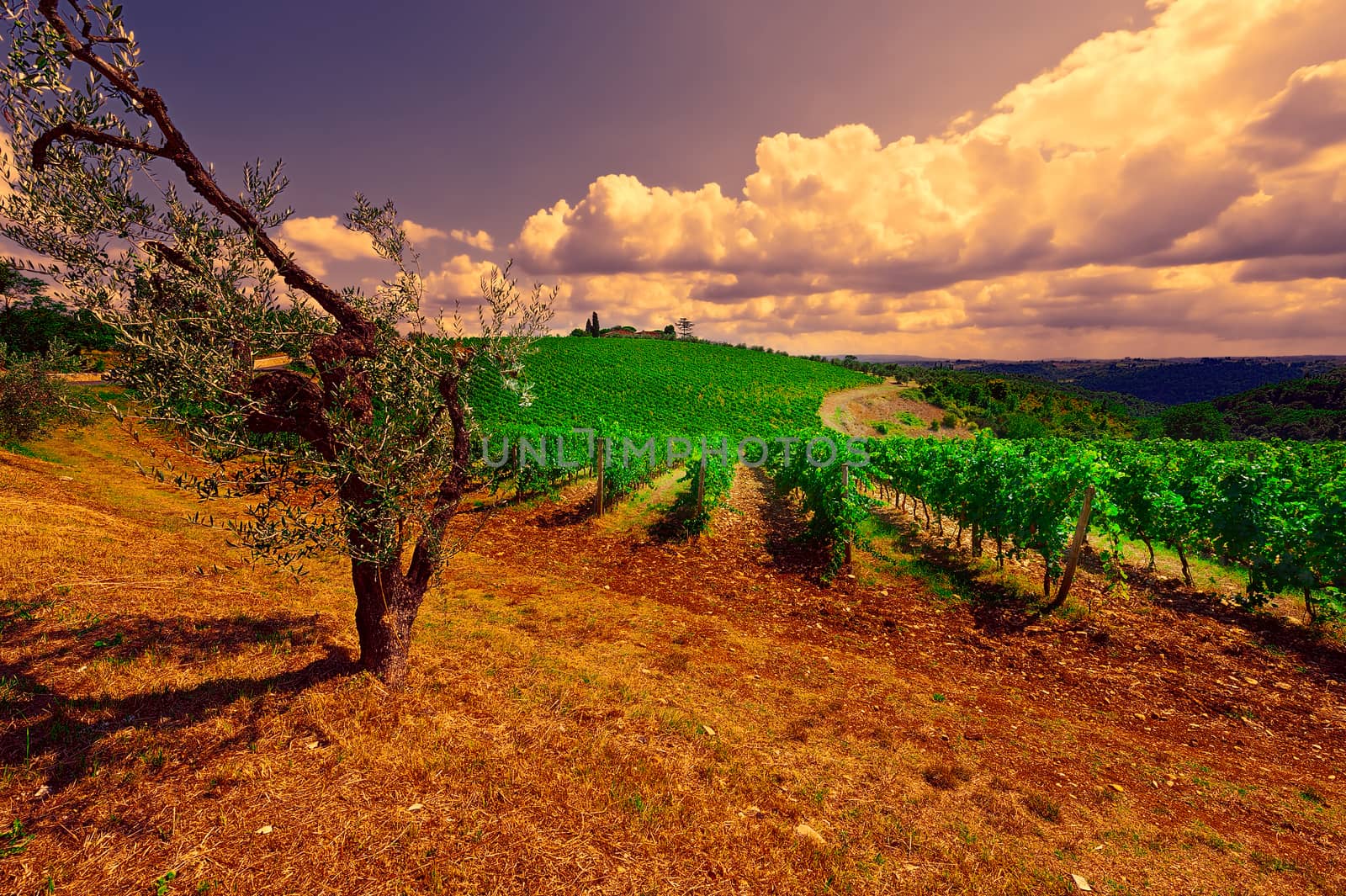 Vineyard by gkuna