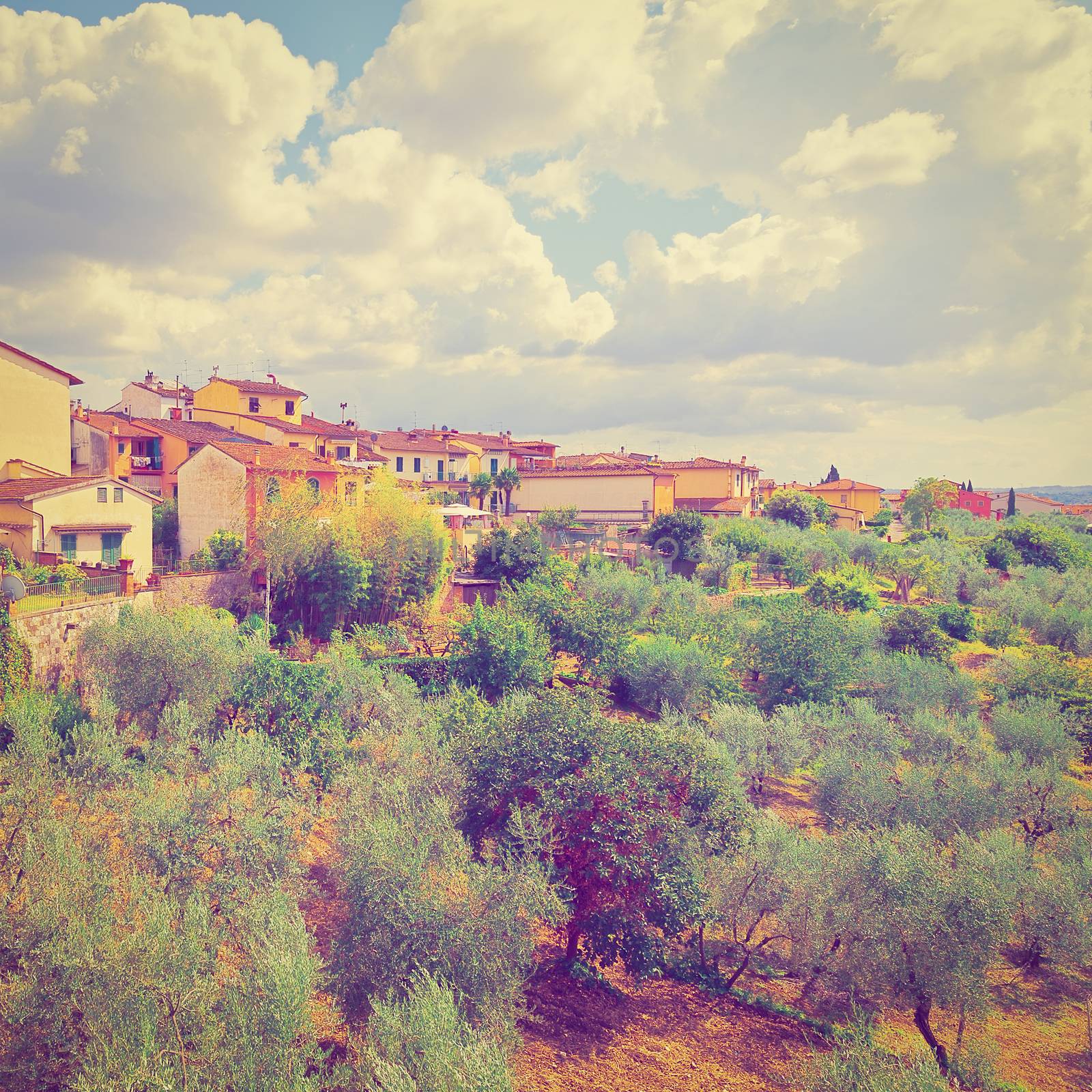 Olive Grove on the Background of the Italian City, Vintage Style Toned Picture 