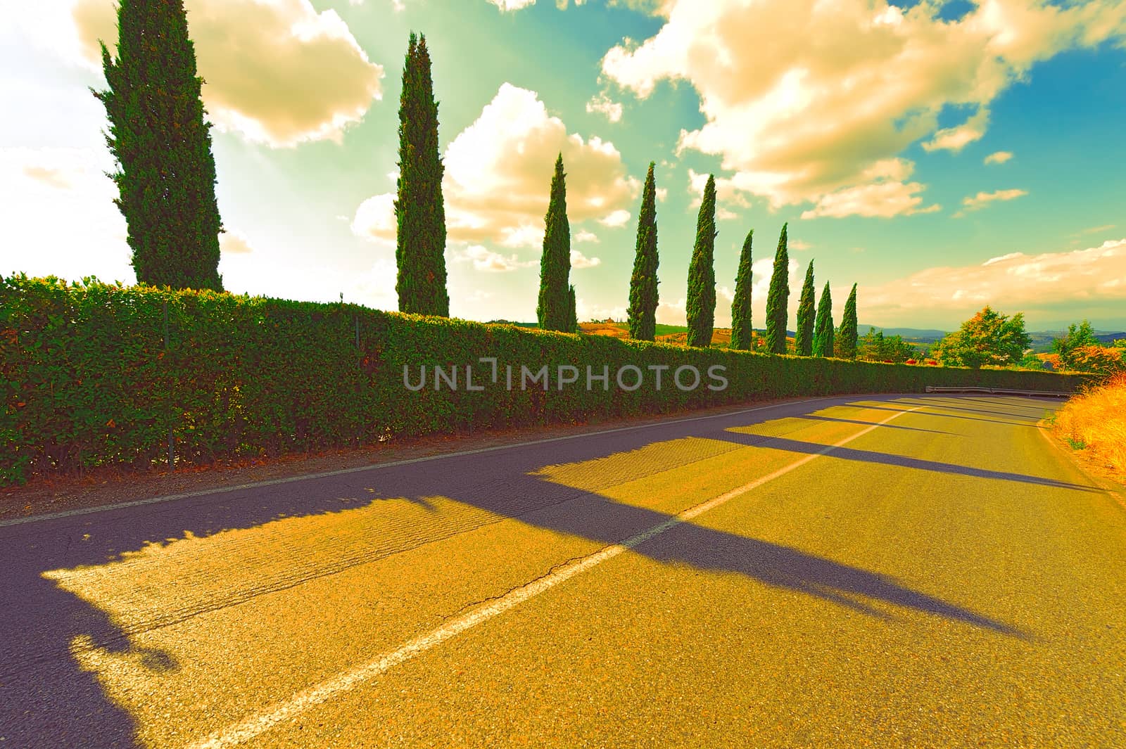 Asphalt Road and Cypresses at Sunset, Vintage Style Toned Picture 