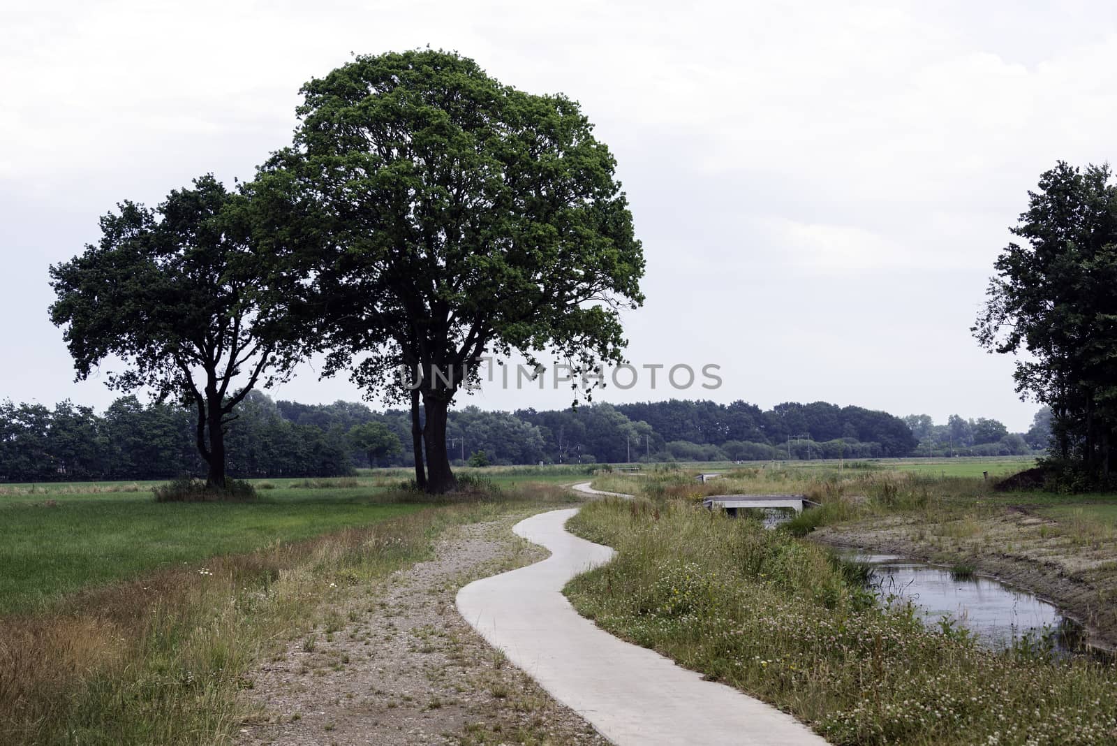dutch nature with big trees and fields near the grass fields