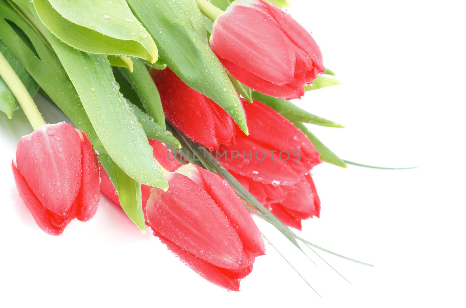 Magenta Spring Tulips with Green Grass and Water Drops In Corner isolated on White background